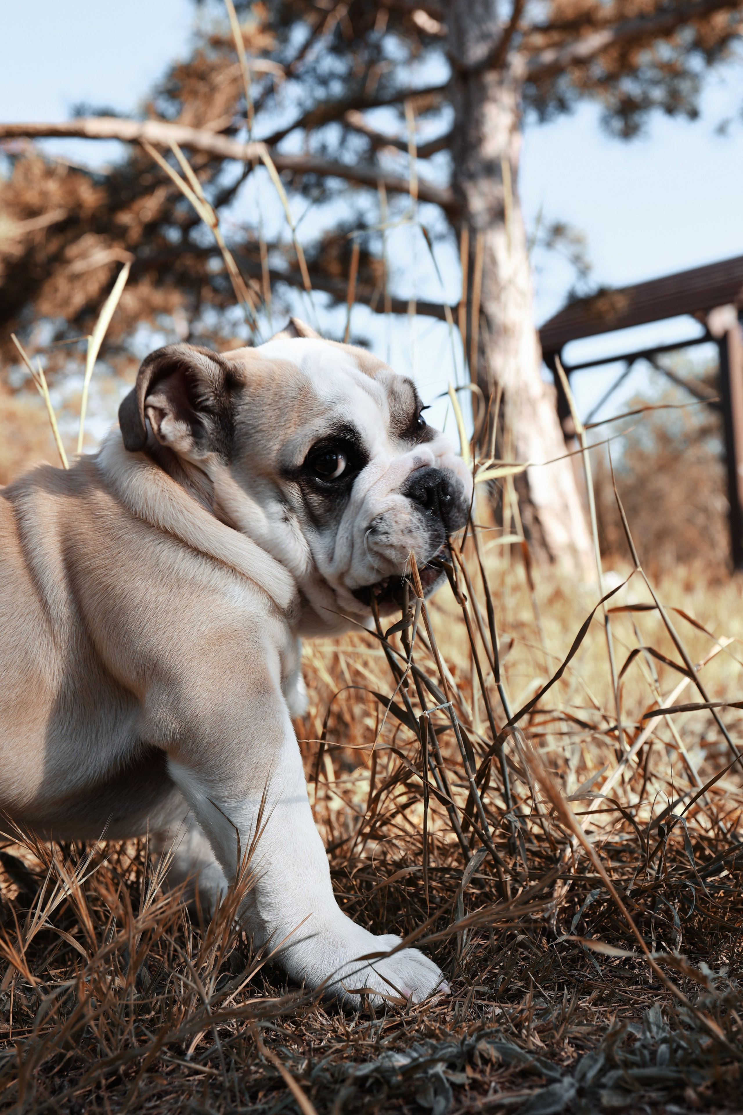 Новый член семьи. Withlovent | Фотограф в Севастополе