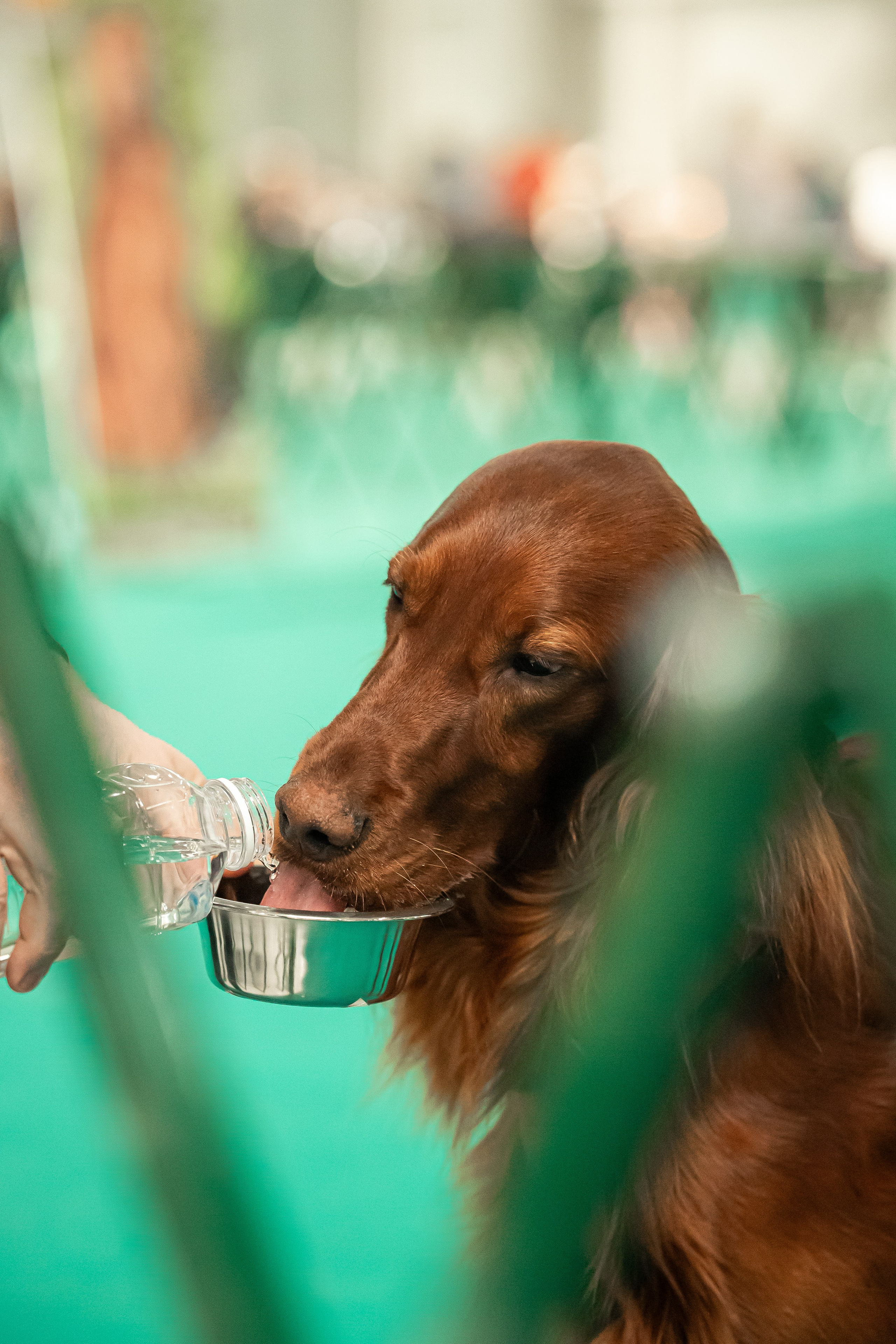 Выставка сеттеров 19.05.24