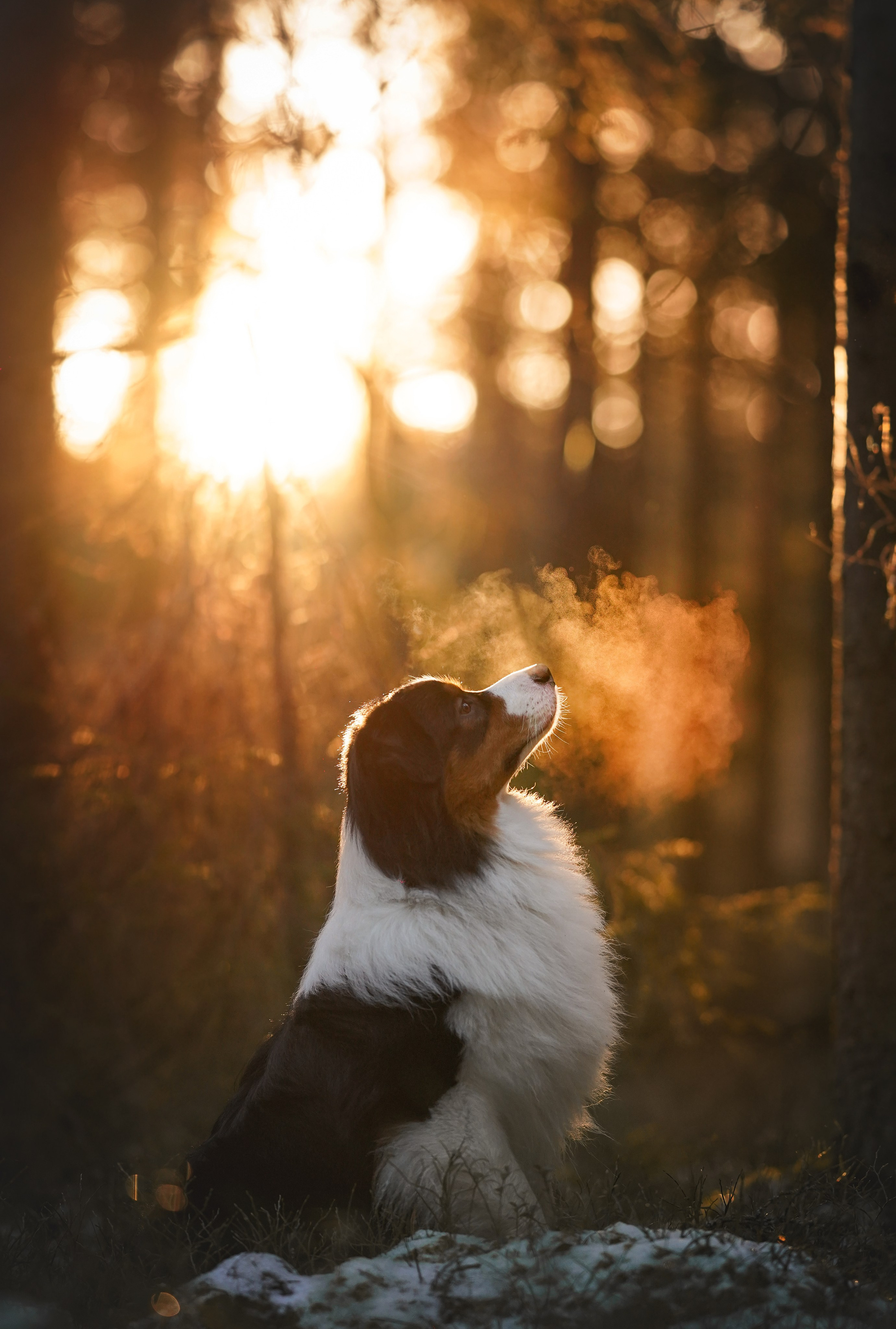 Бэст Айла и Панда. Фотограф-анималист в Санкт-Петербурге Яна Мартынова