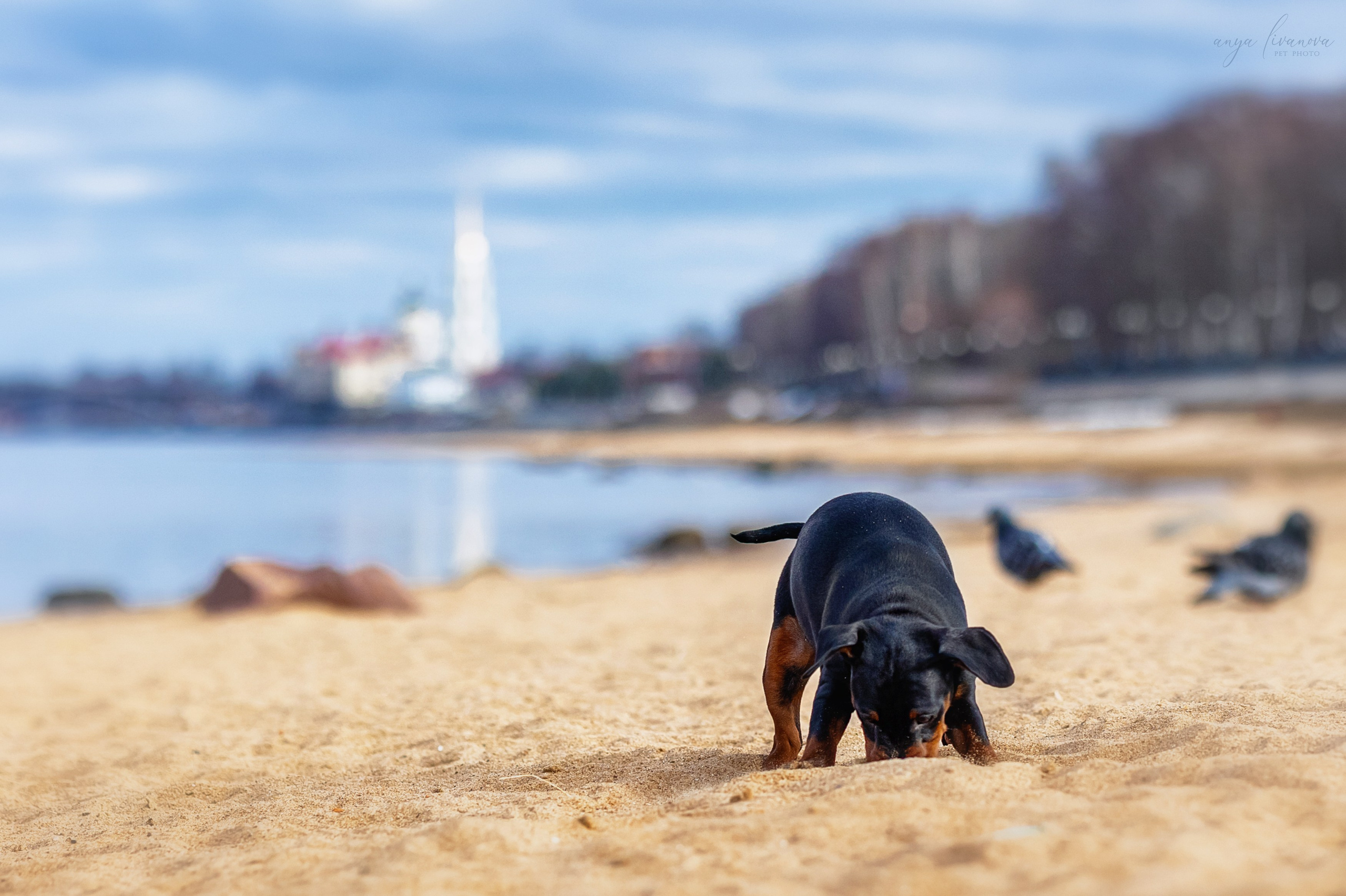 Баффи. Фотограф анималист Аня Ливанова | Рыбинск