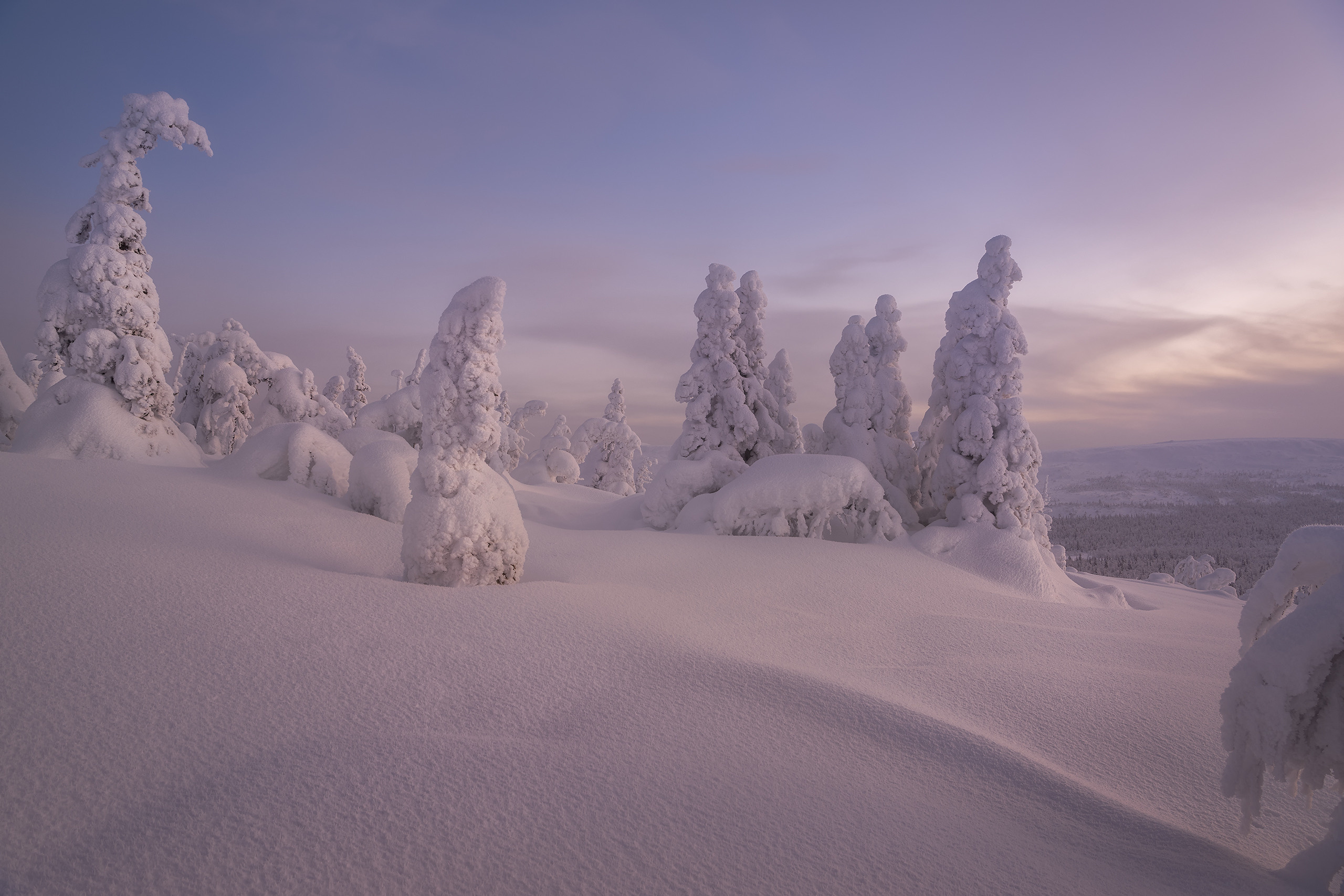 Зимний лес ГУХа в теплом рассветном свете