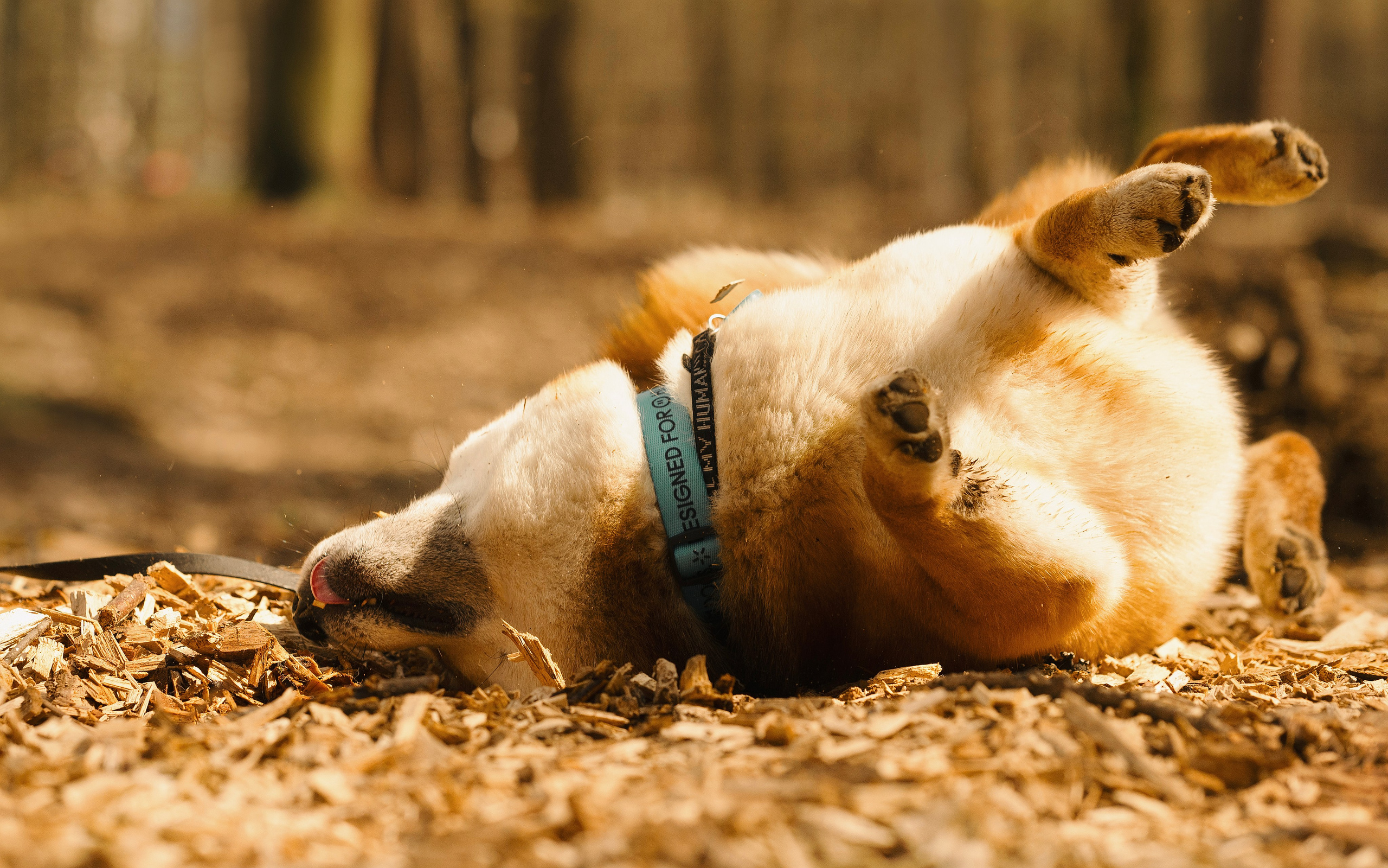 Юнки. Фотограф- анималист Александра Матвеева