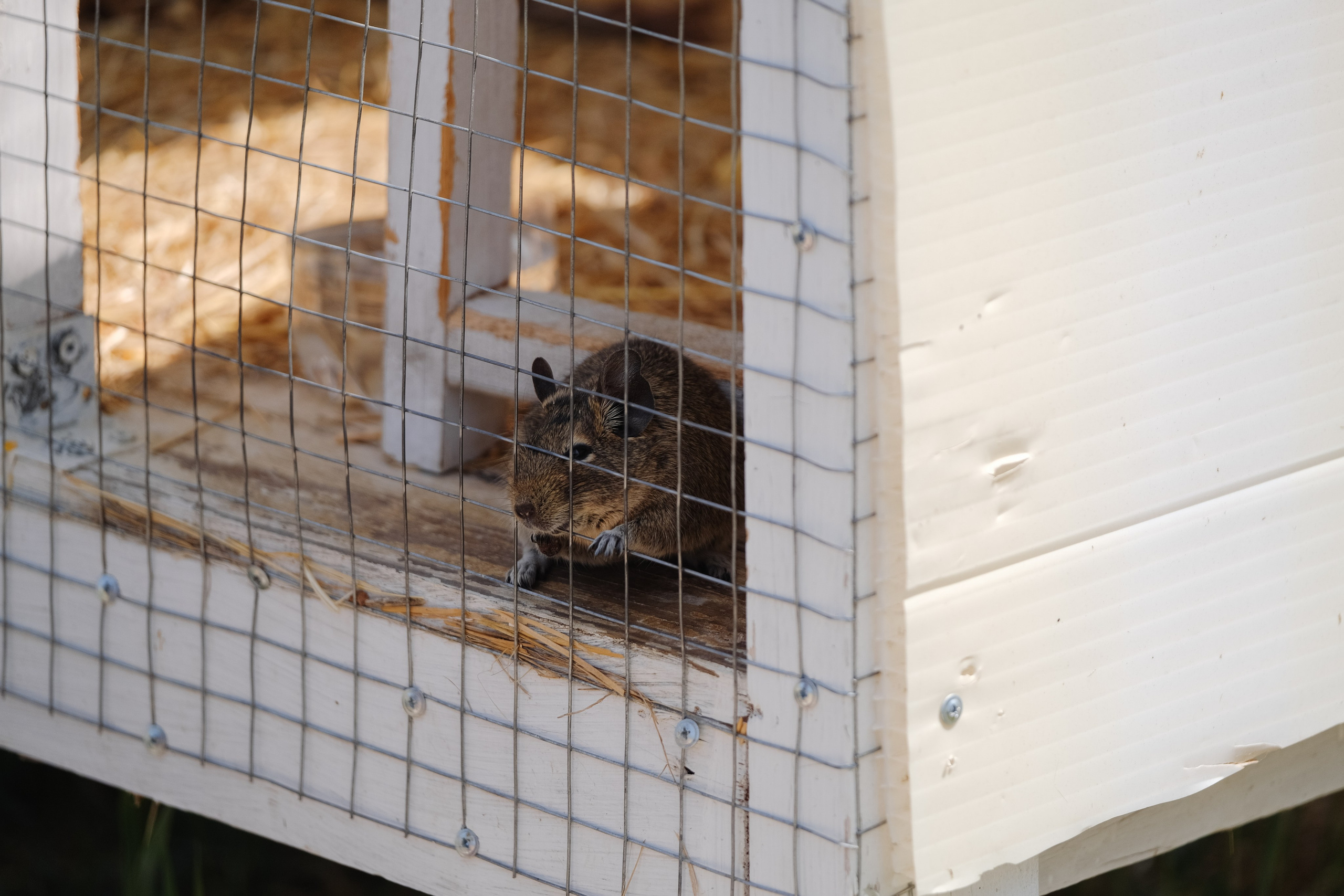 Репортаж на ферме. Профессиональная фотосъемка в Крыму. Натуральные эмоции и живые кадры. Забронируйте дату прямо сейчас!