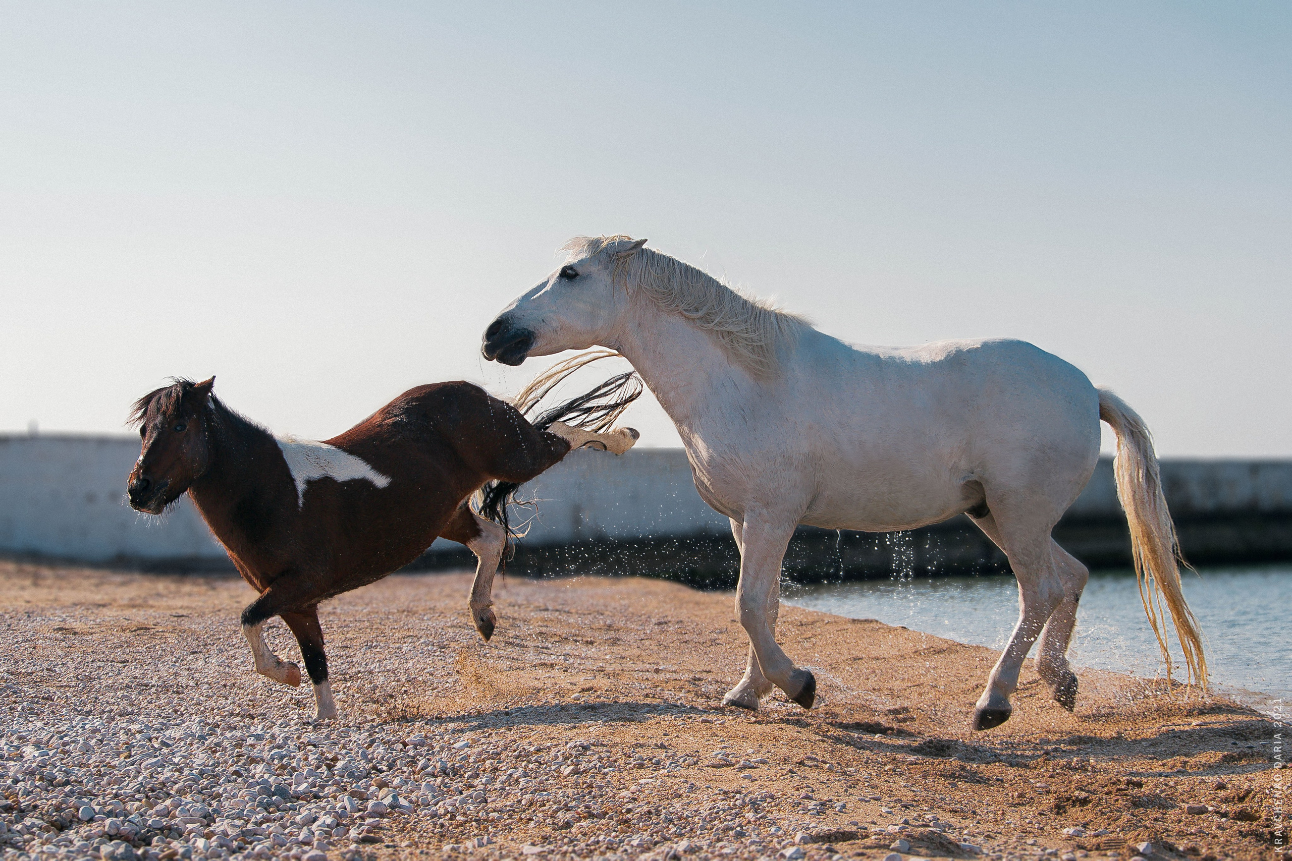 Миф и Фунтик. Фотограф в Севастополе