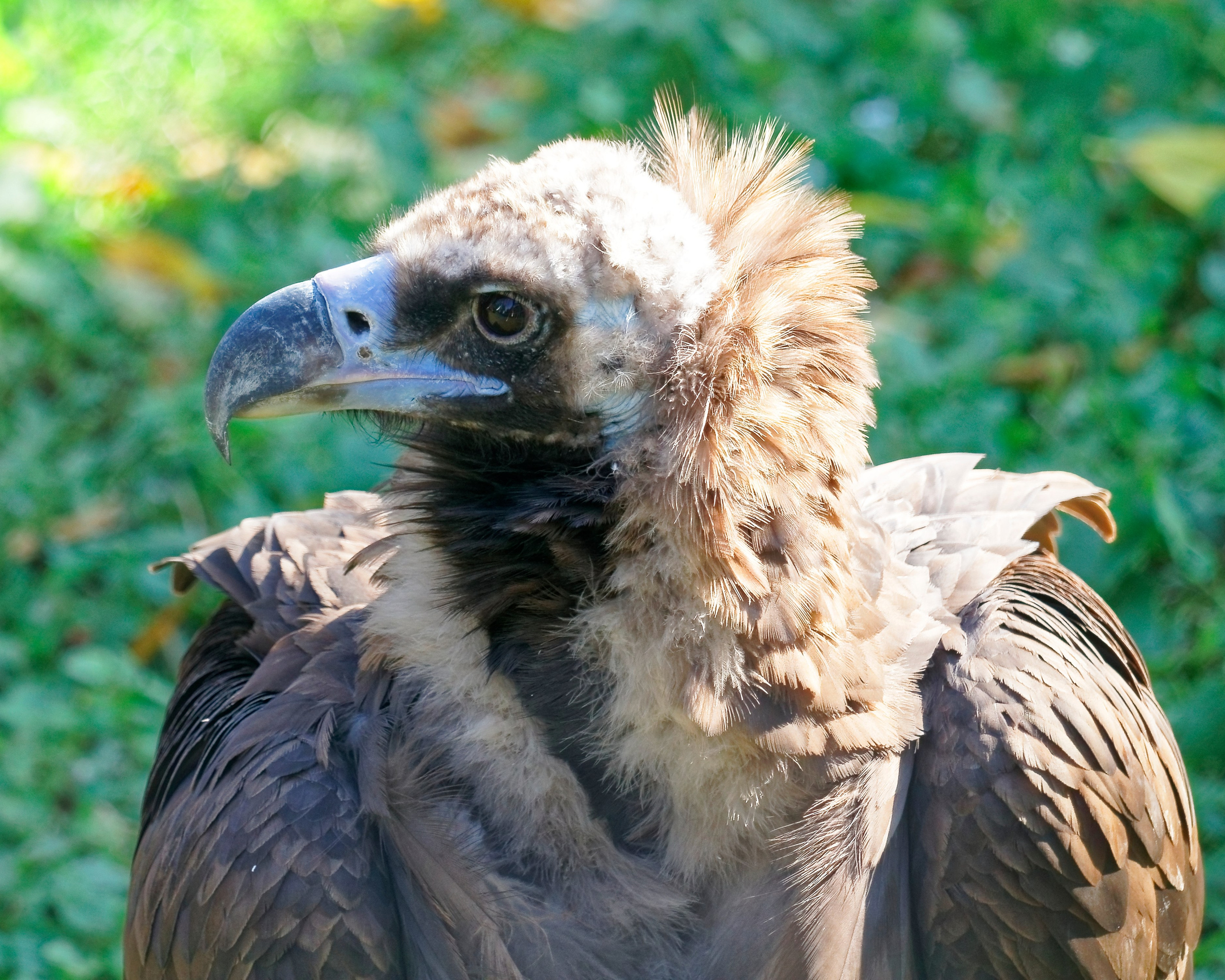 МОСКОВСКИЙ ЗООПАРК. Фотограф Владимир Роля