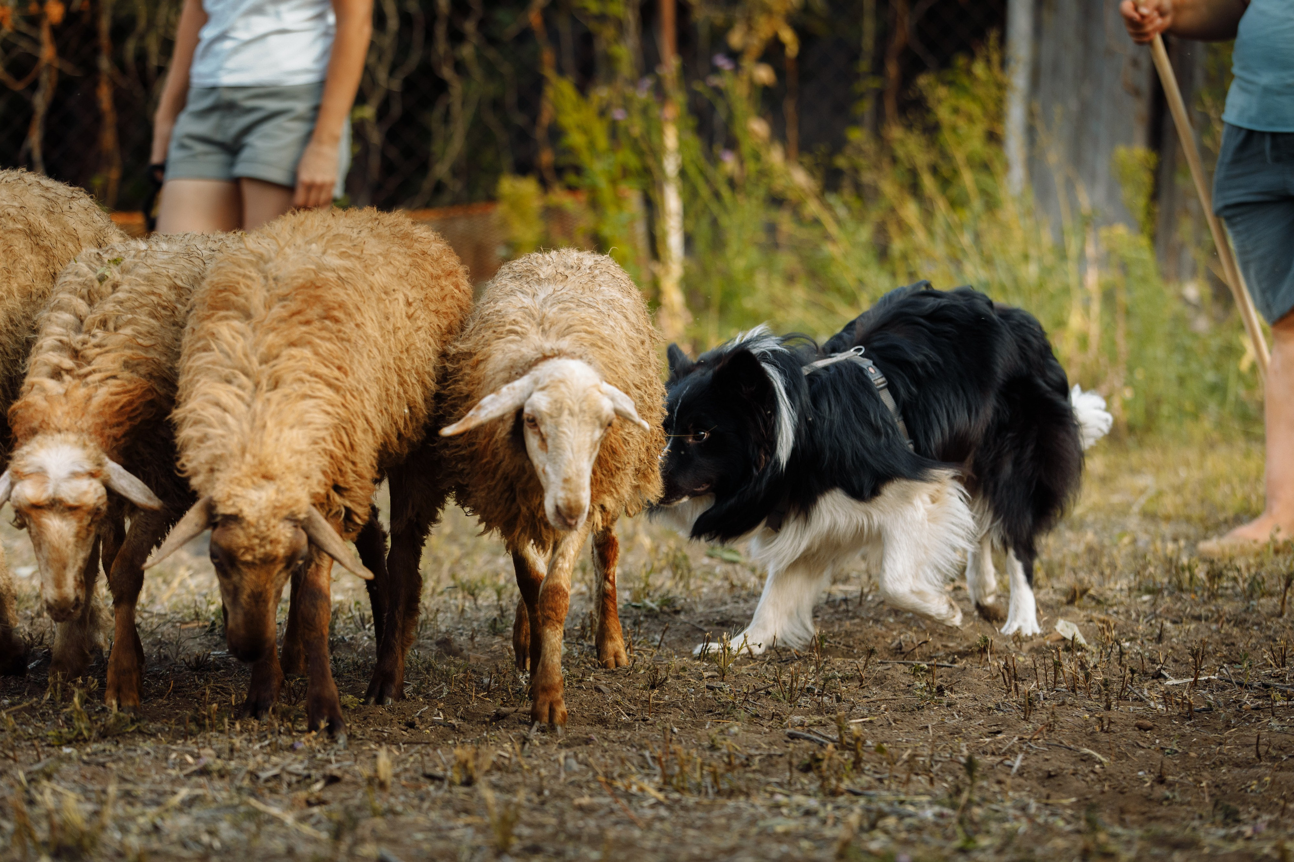 Овечий день. О нас