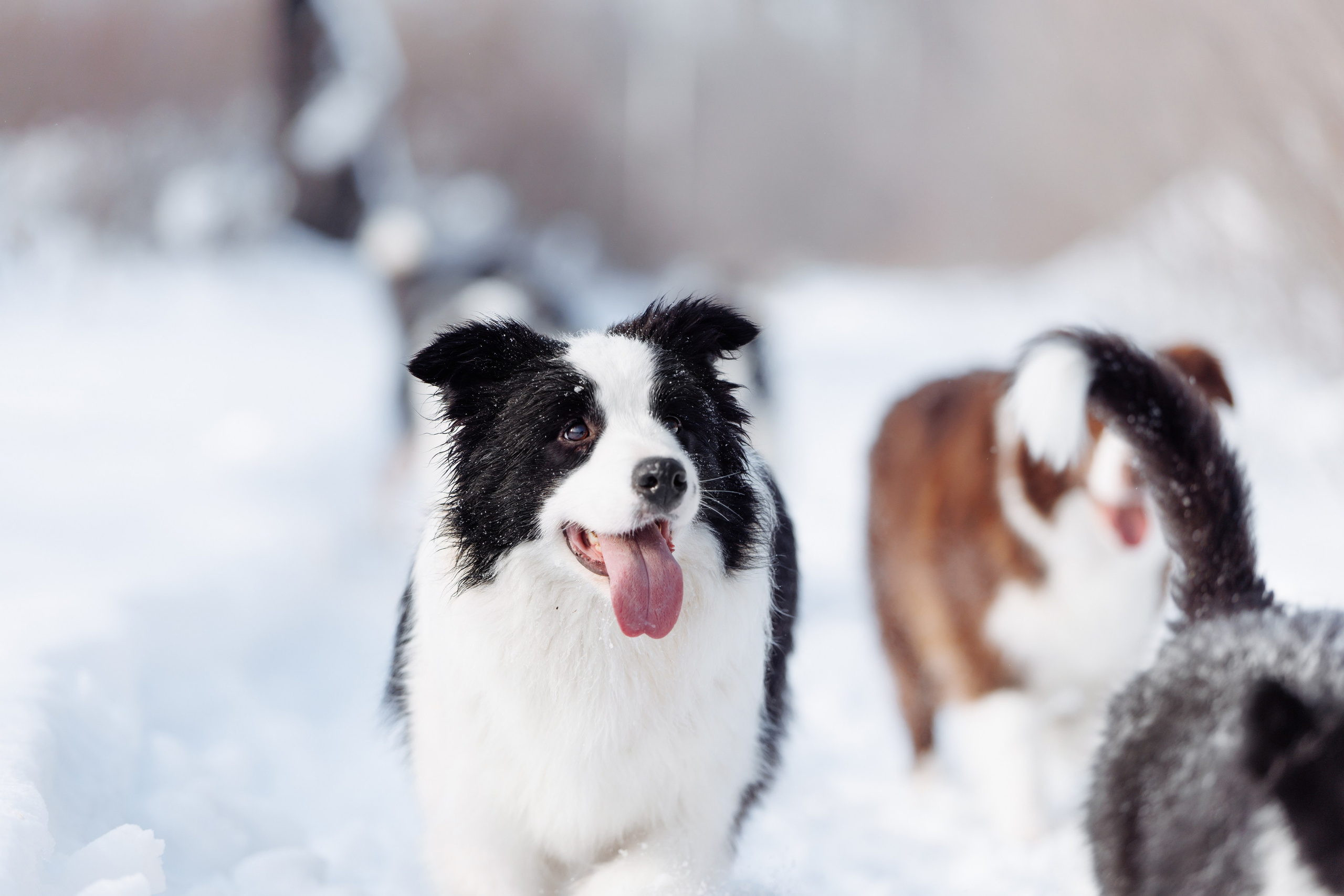 Яркий январь. О нас