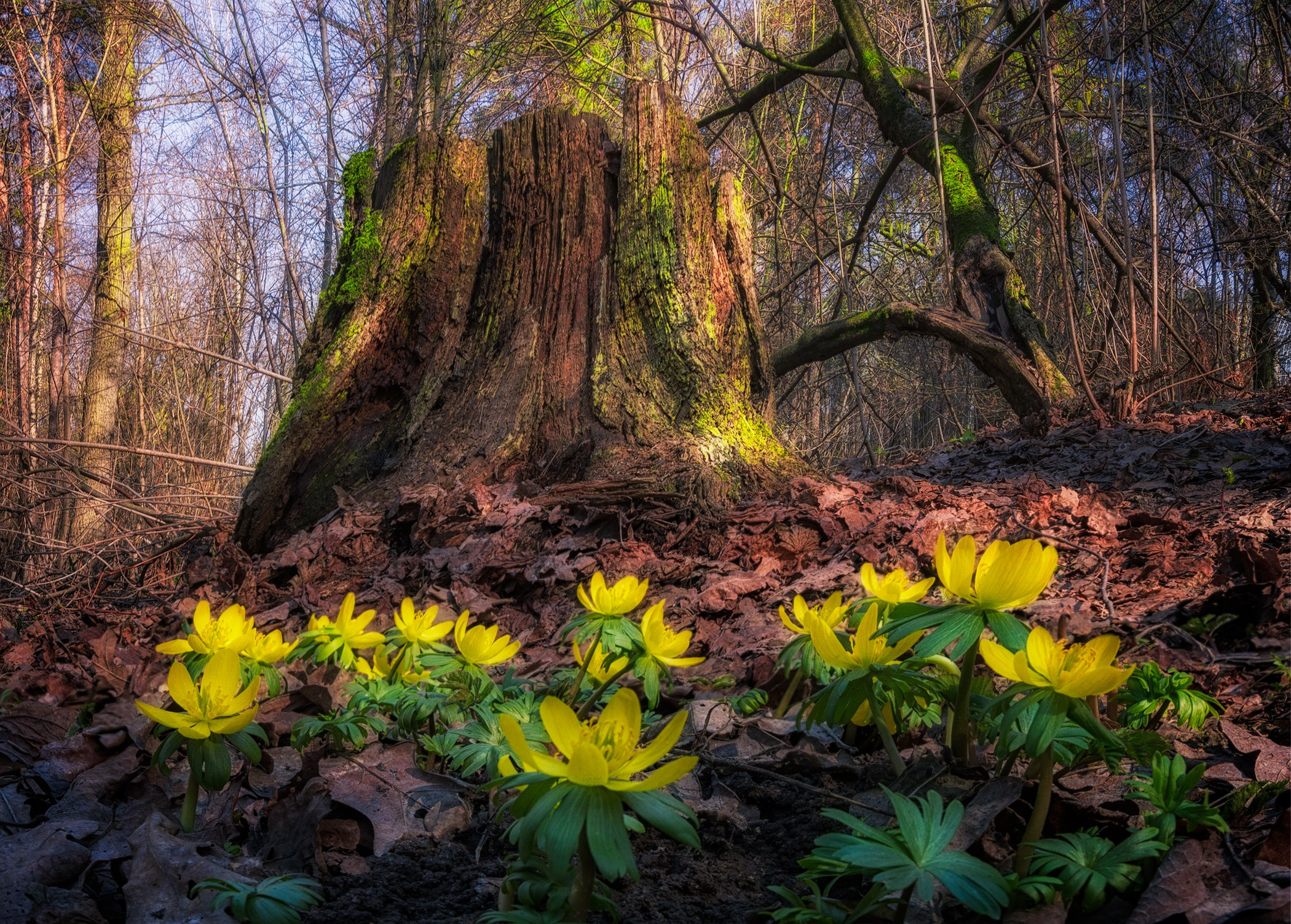 Volkovart.ru macro photography flowers. Volkovart.online nature photography