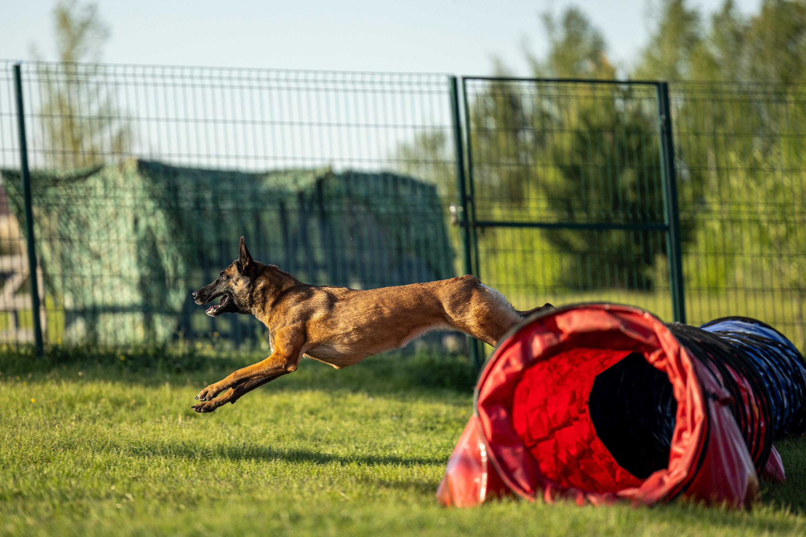 Испытания по мондьорингу в Нижнем Новгороде. Фотограф-анималист Анна Маринич