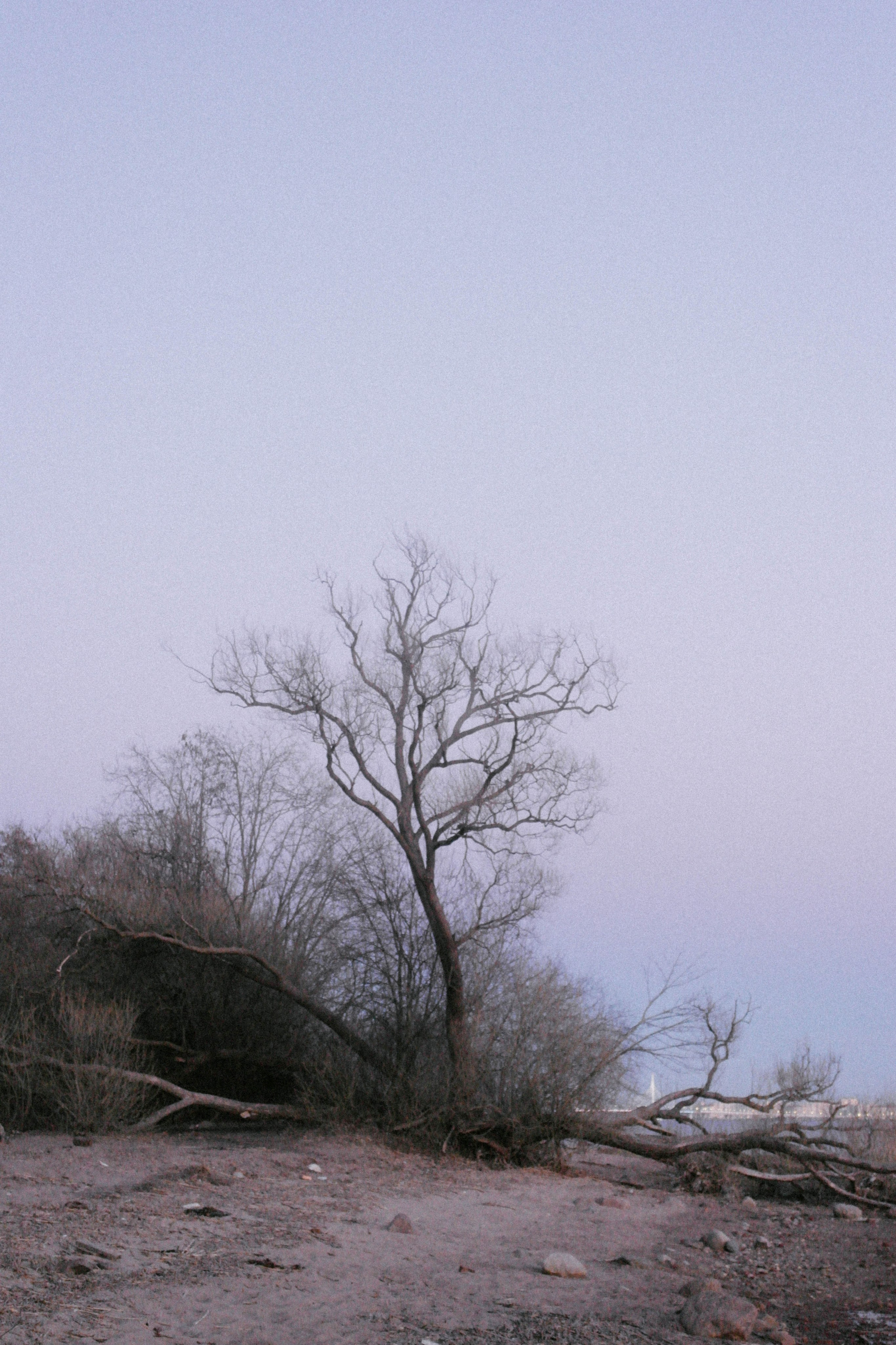 MARGARET. Shyjungle's Portfolio