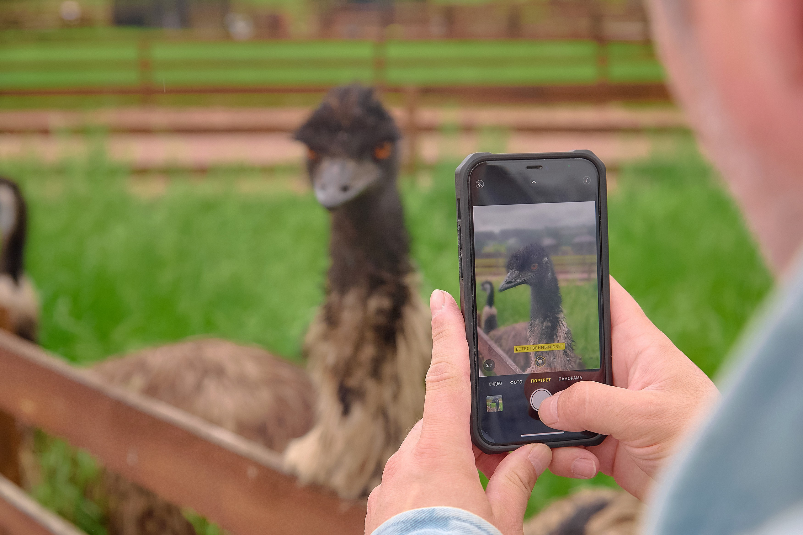 Ранчо «Шарье». Сеть магазинов «Калина-Малина». Фотограф Яковлев Роман — Красноярск