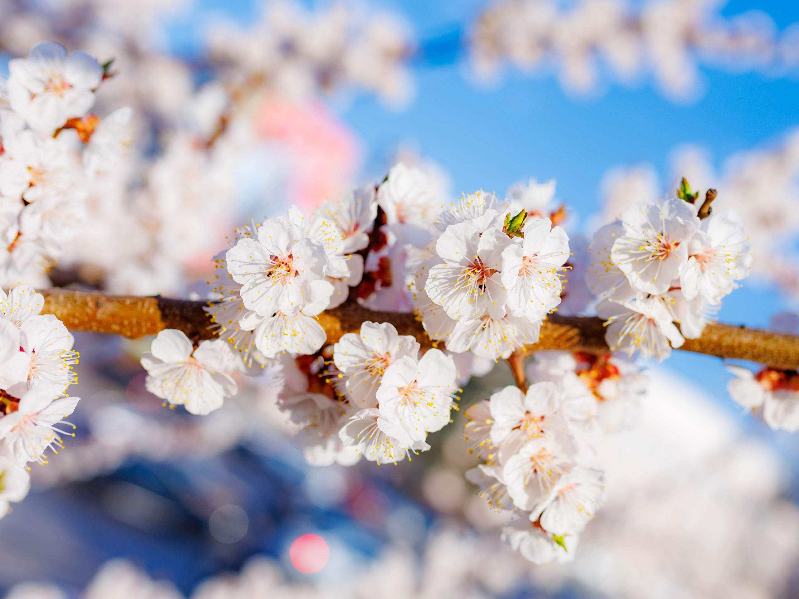 Фотографии природы Липецка. Свадебный и семейный фотограф Виолетта в Липецке