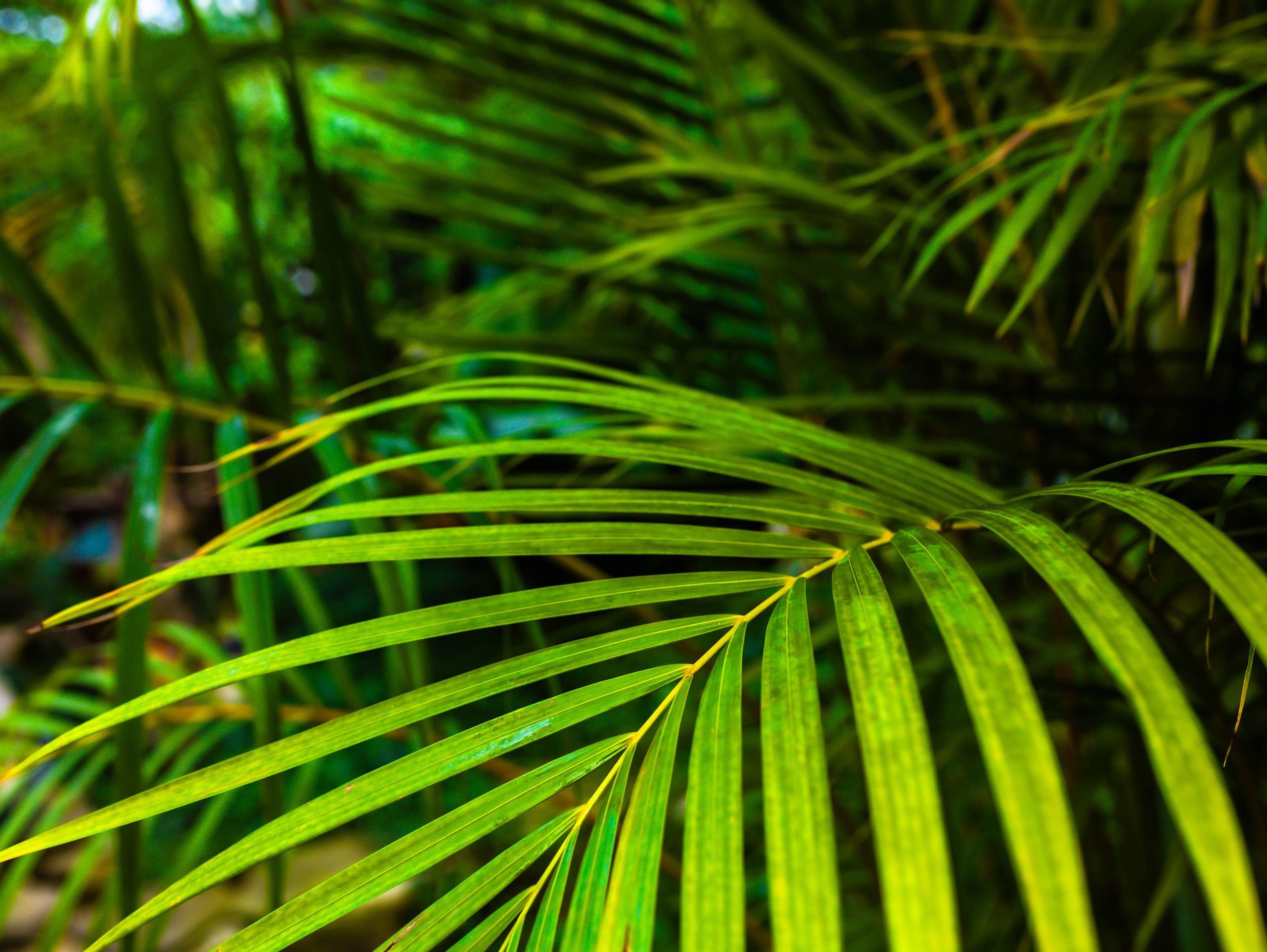 Фотографии природы Липецка. Свадебный и семейный фотограф Виолетта в Липецке