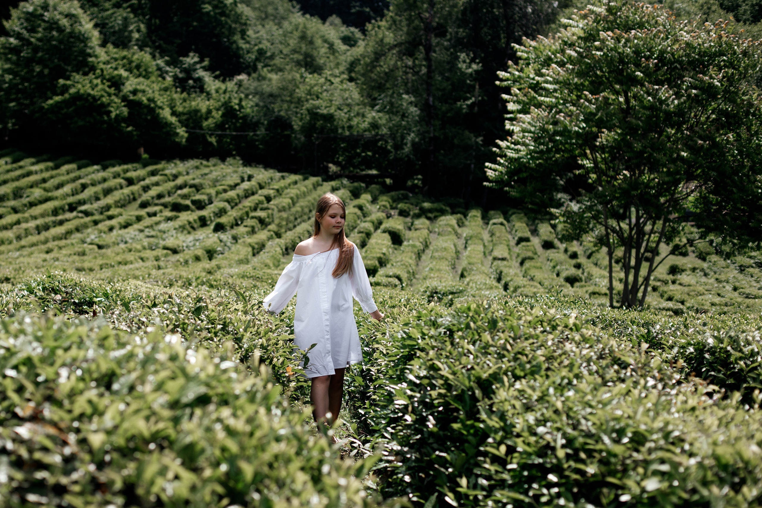 Tea plantation. Efimova Model Agency
