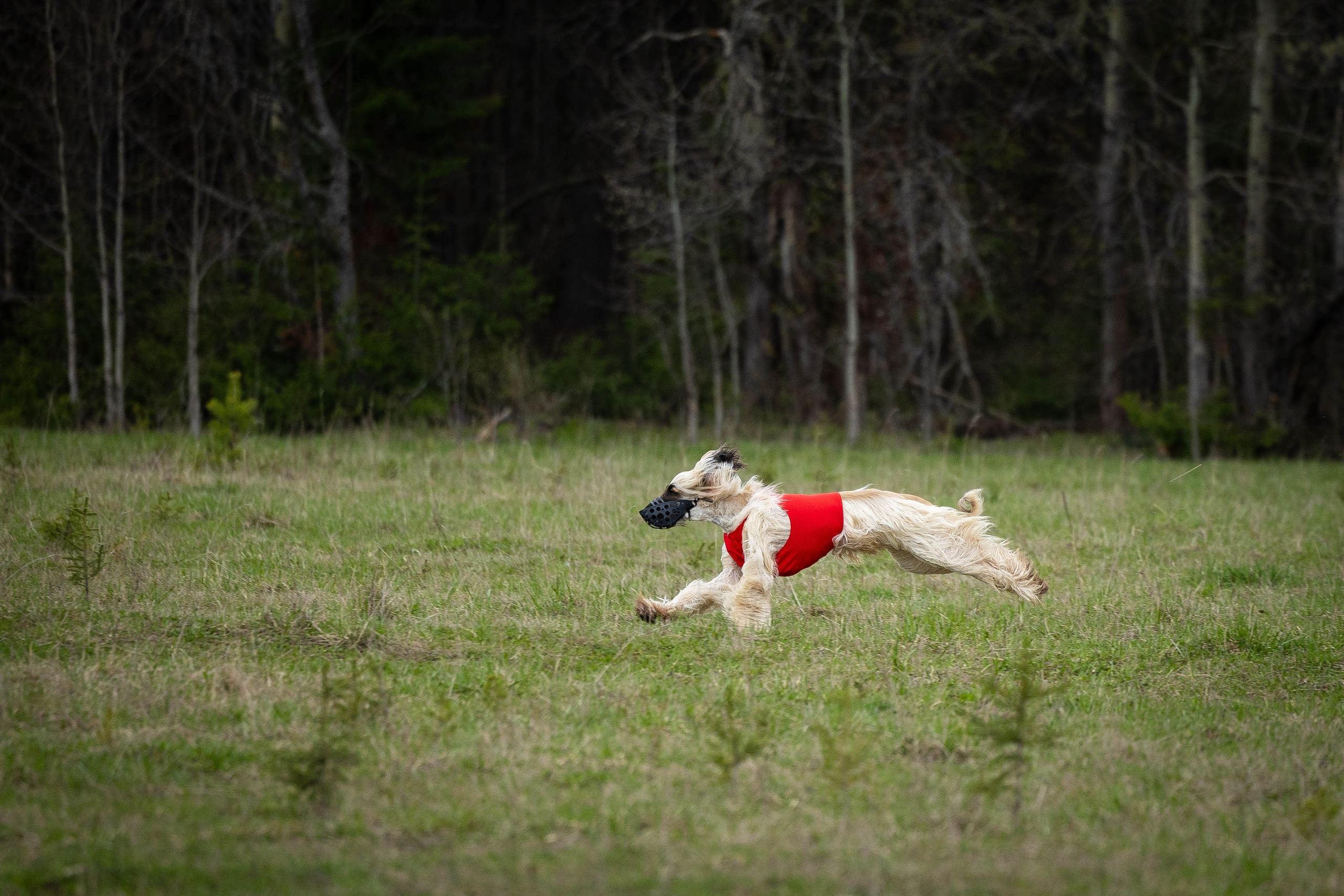 Курсинг. Фотограф Анималист в Перми Анастасия Остерман