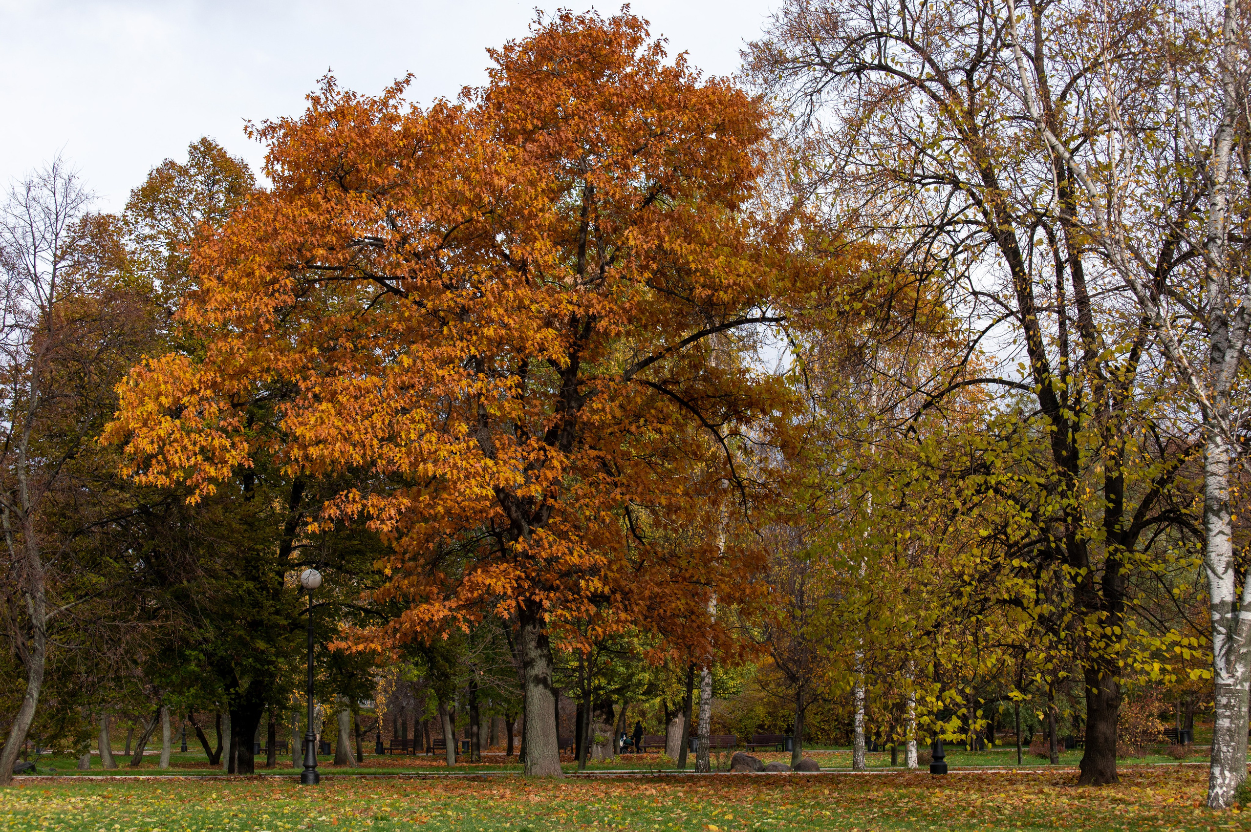 20221030 Новодевичий. Дмитрий Ремизов. Фотография, как хобби