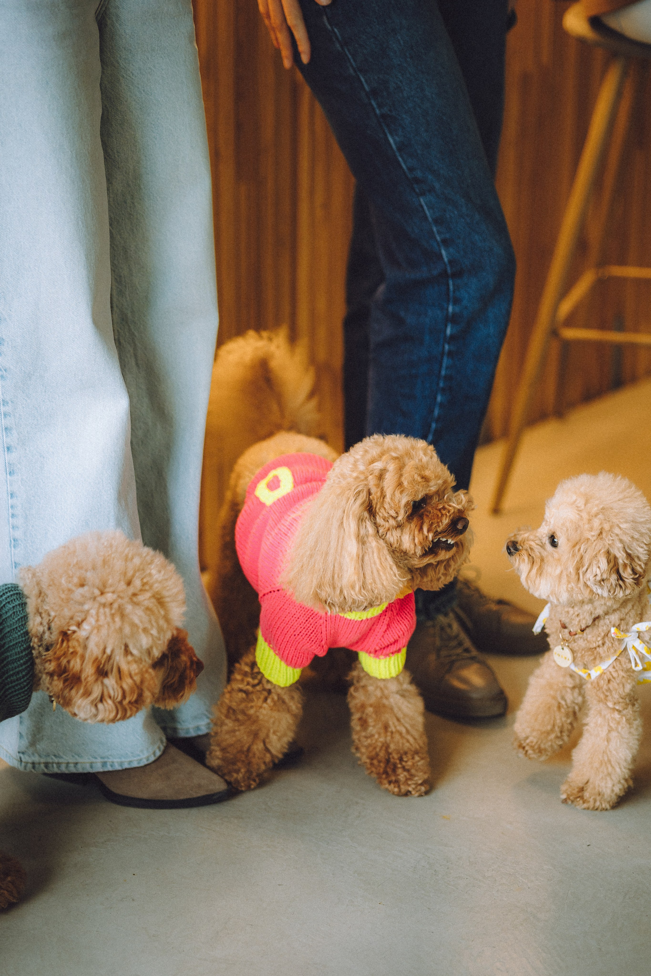 День Рождения пуделя Глаши