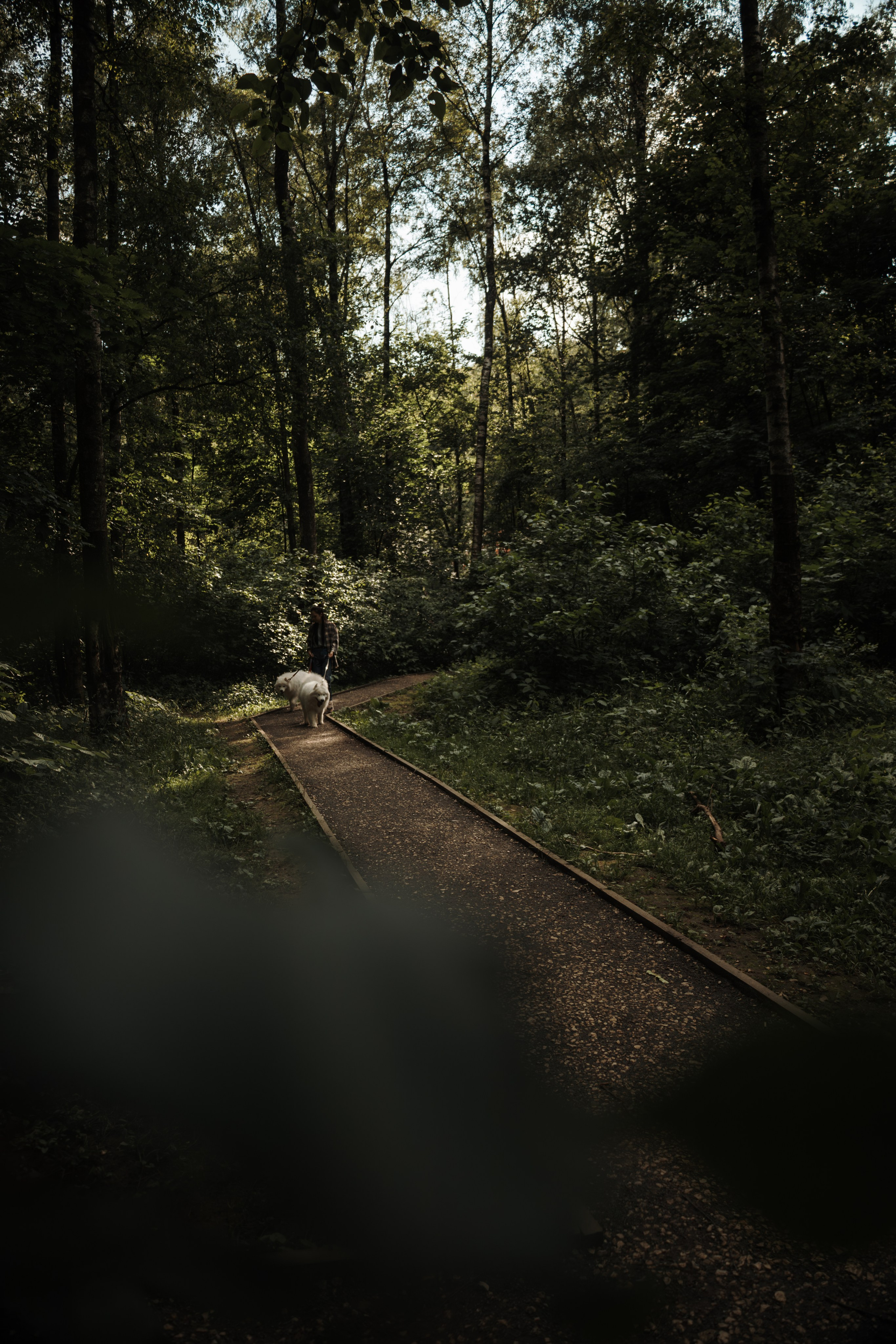 Фотосессия девушки с 2 собаками самоедами в лесопарке. Фотограф-анималист в Москве Екатерина Тихонова