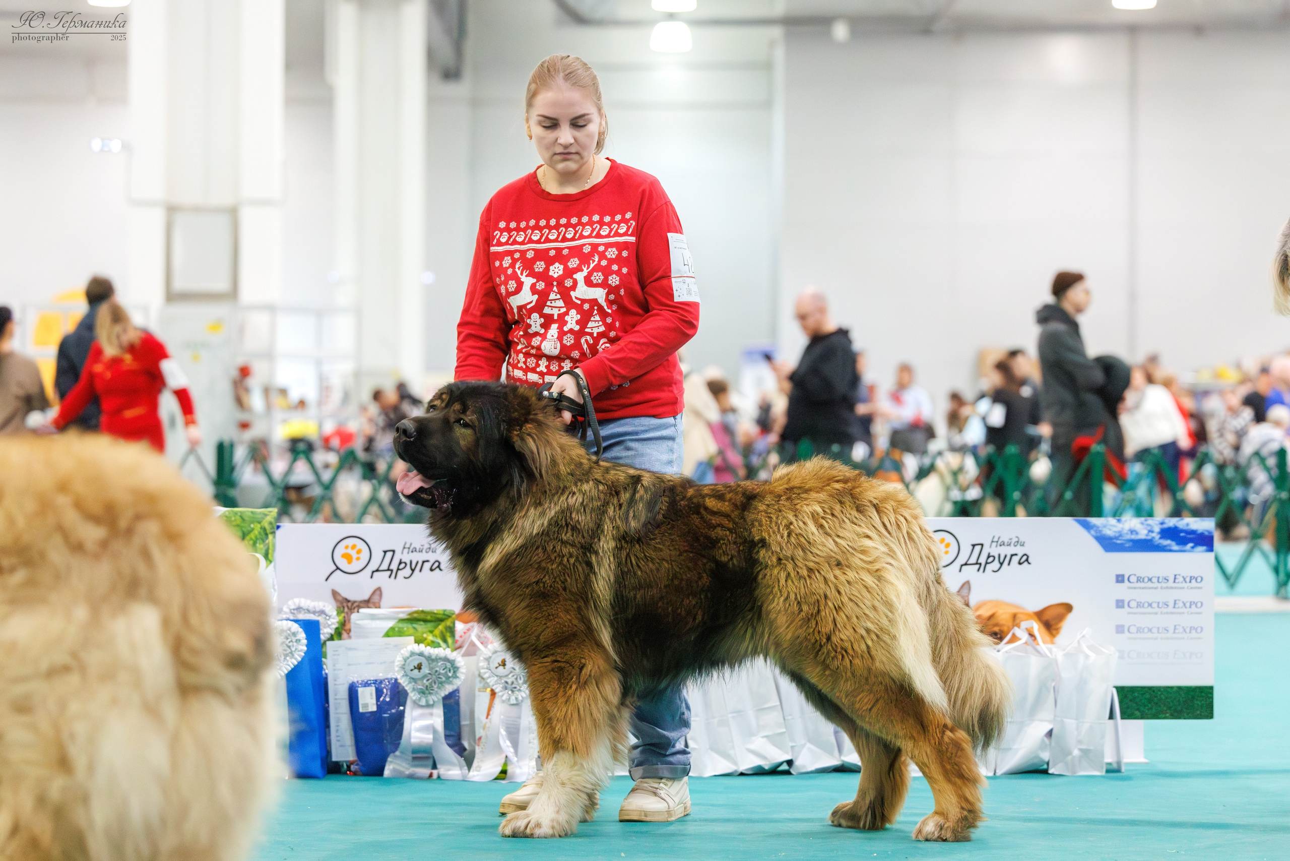 Гран-При 8.02.2025 и Крокус 09.02.2025. Фотограф-анималист Юлия Германика