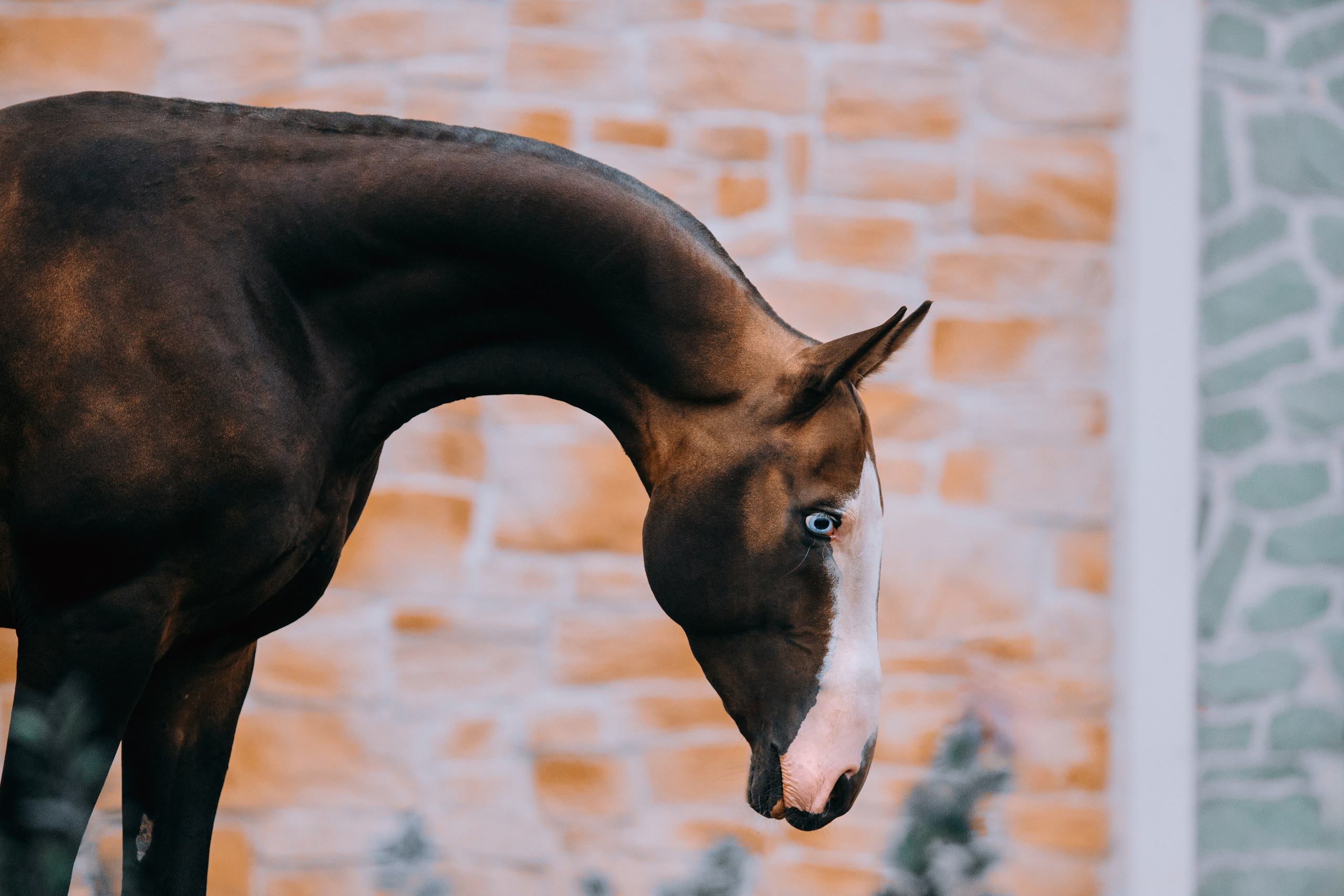 На природе. Фотограф-анималист Ксендзова Кристина