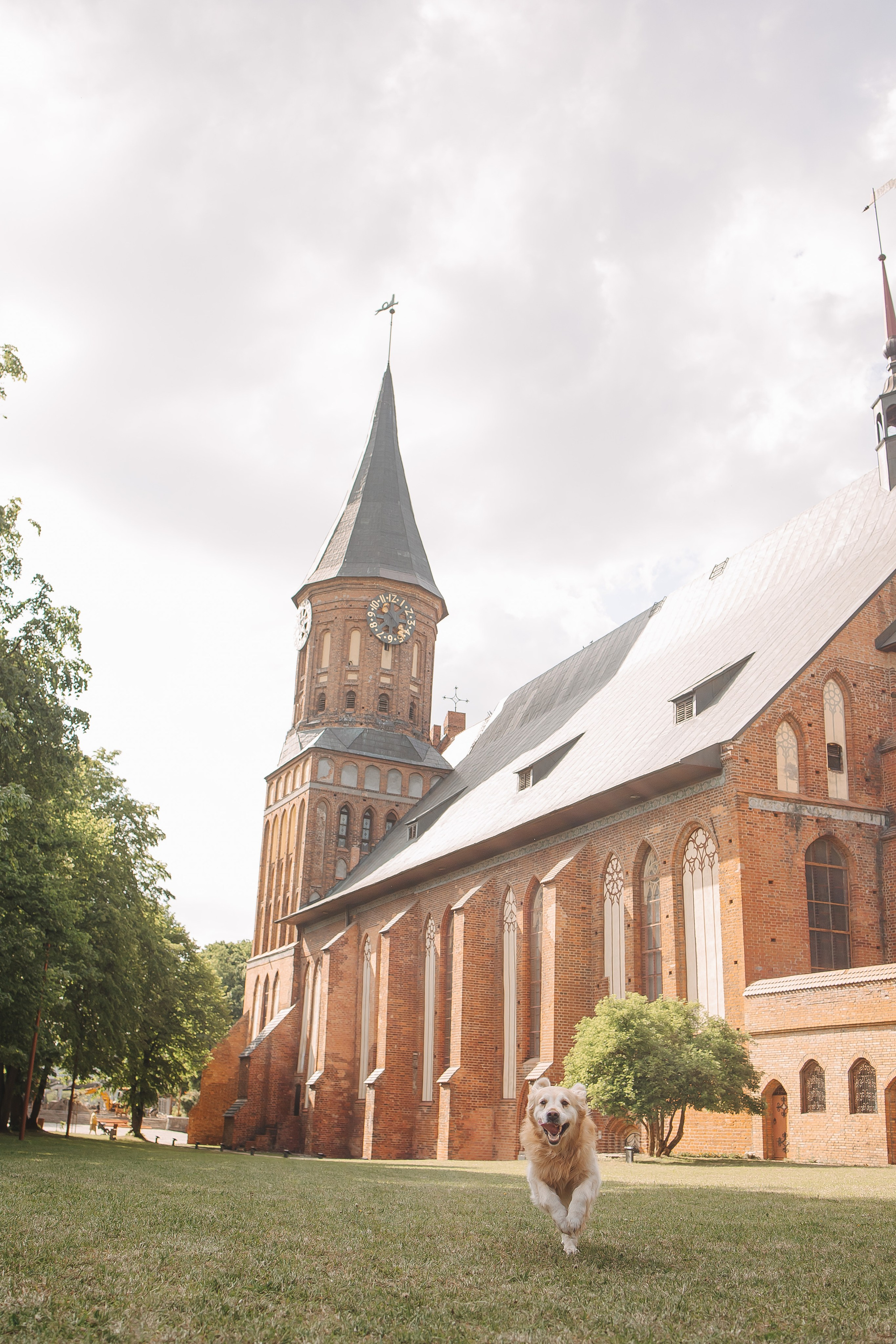 Золотистый ретривер Кант, Калининград. Свадебный и женский фотограф