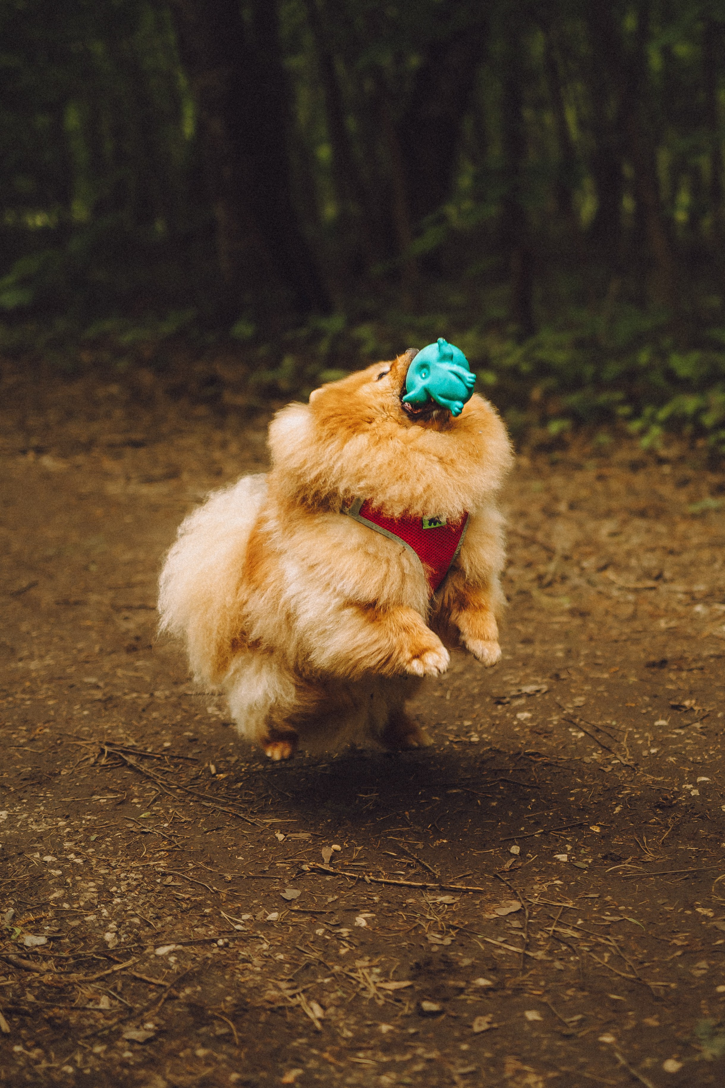 Лорик и его семья