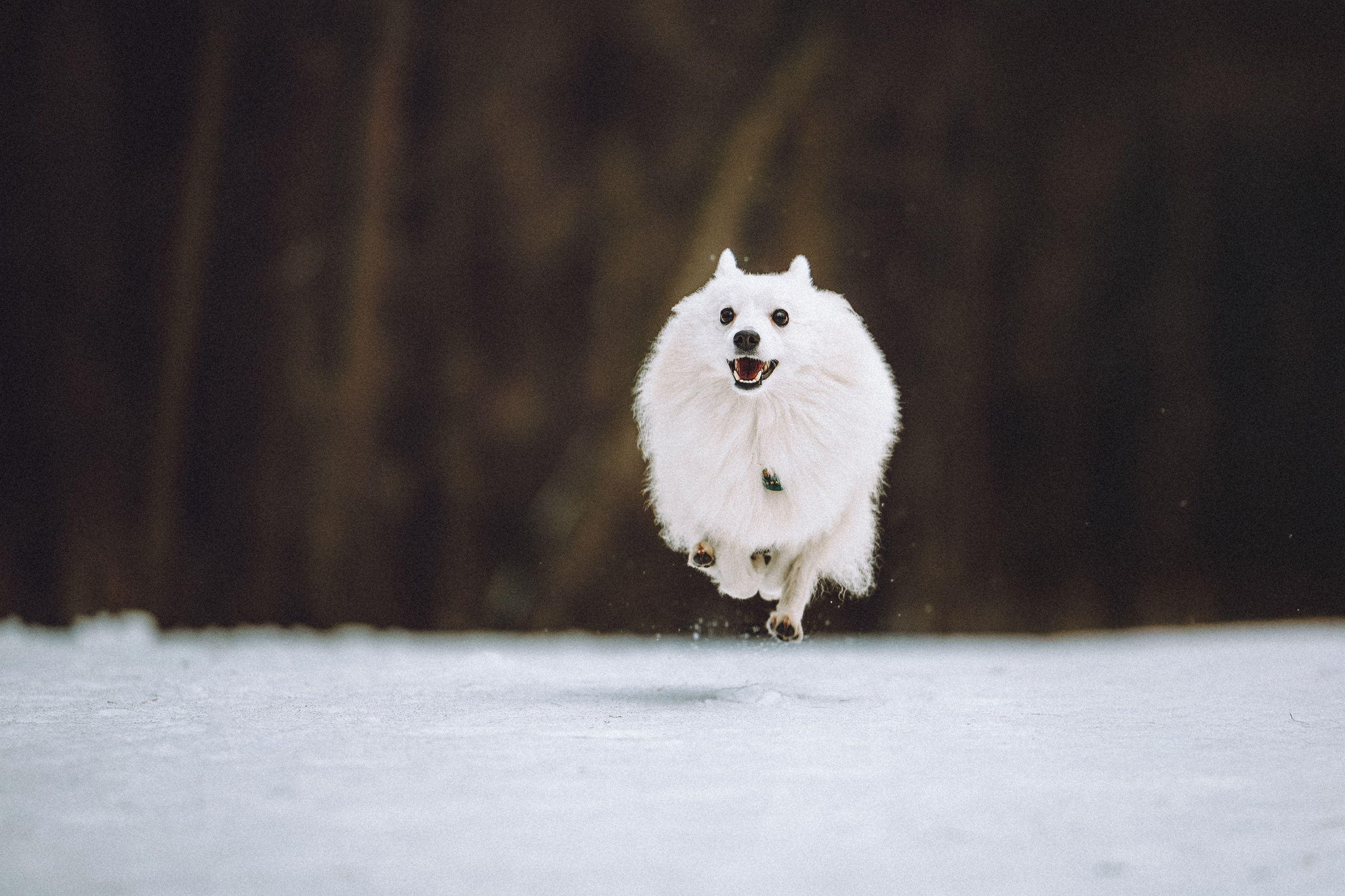 Шани и ее семья