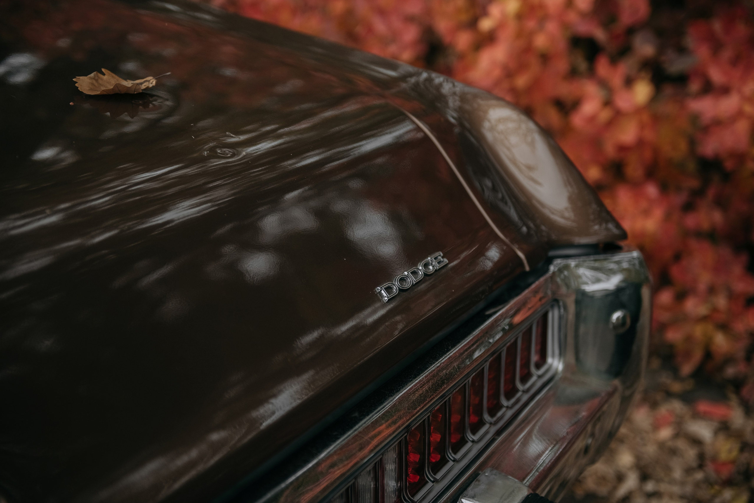 В каждом мгновении осень. Свадебный и семейный фотограф Темрюк Алёна Ковальская