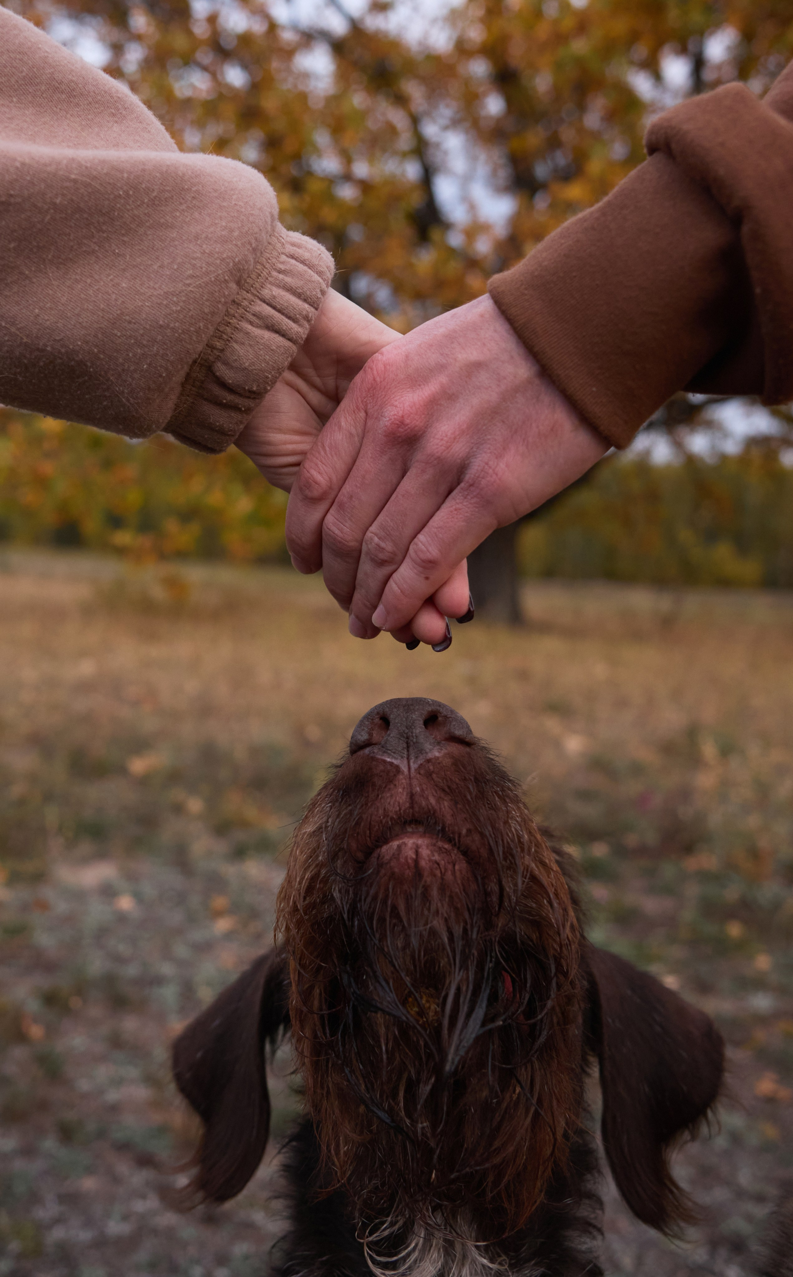 Семейная история. Фотограф анималист в Казани Алина Сулейманова. Фотограф животных