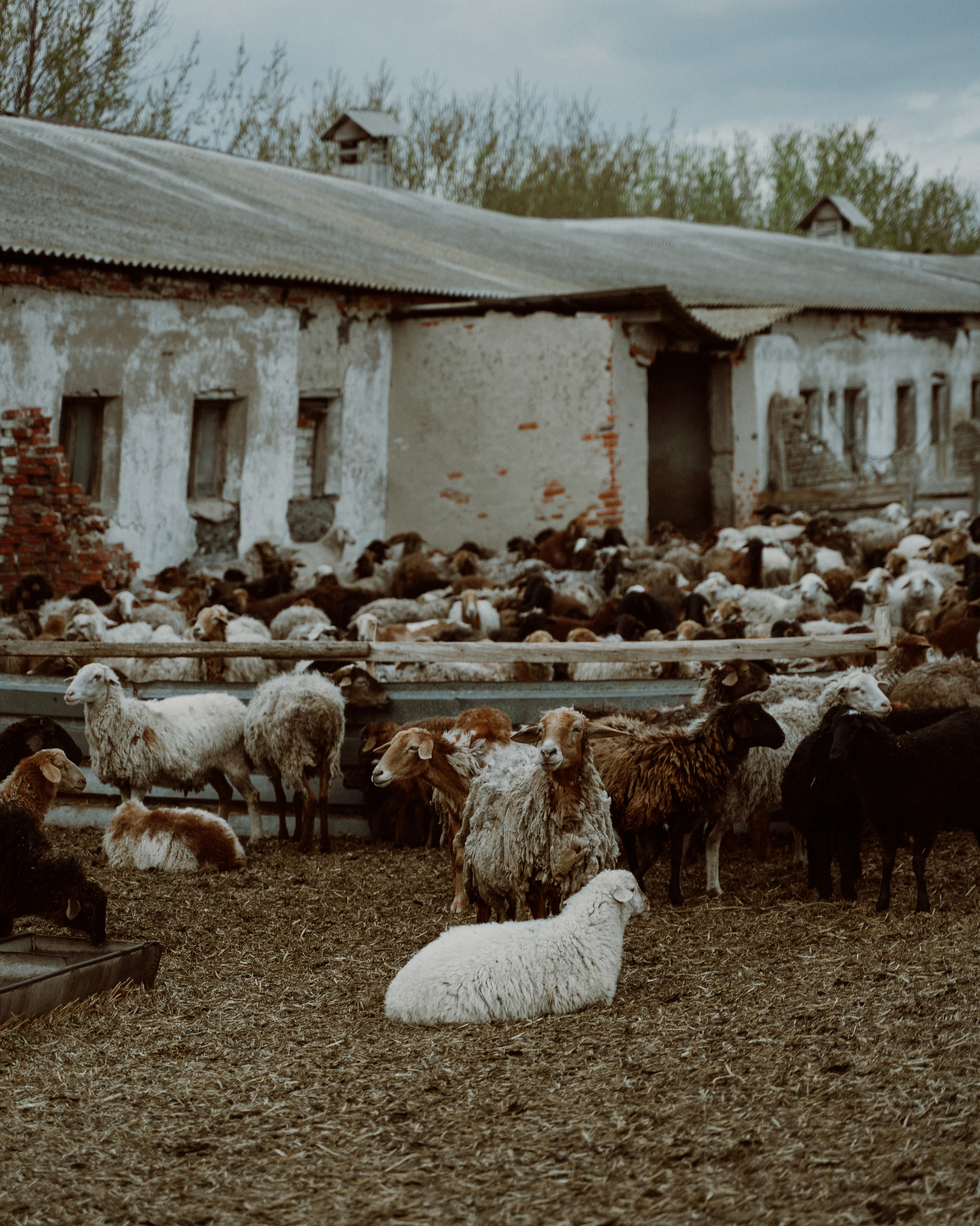 Иван и Лена. Свадебный фотограф Анжелика Сариева