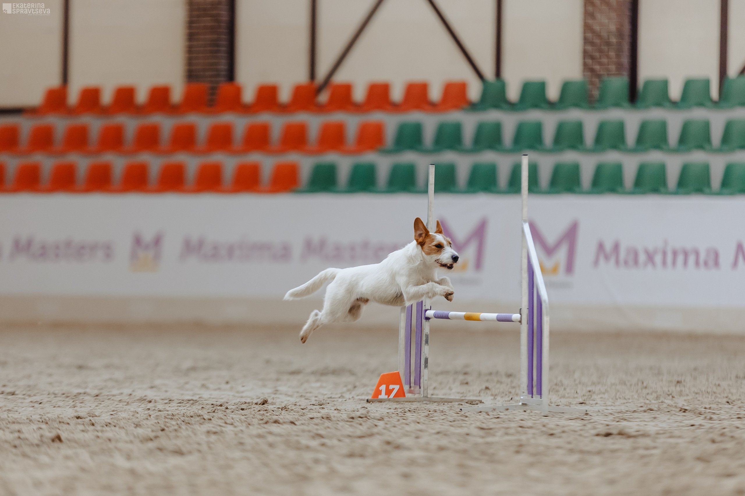 ЧРКФ Аджилити в Максима. Фотограф Анималист Екатерина Справцева в Нижнем Новгороде