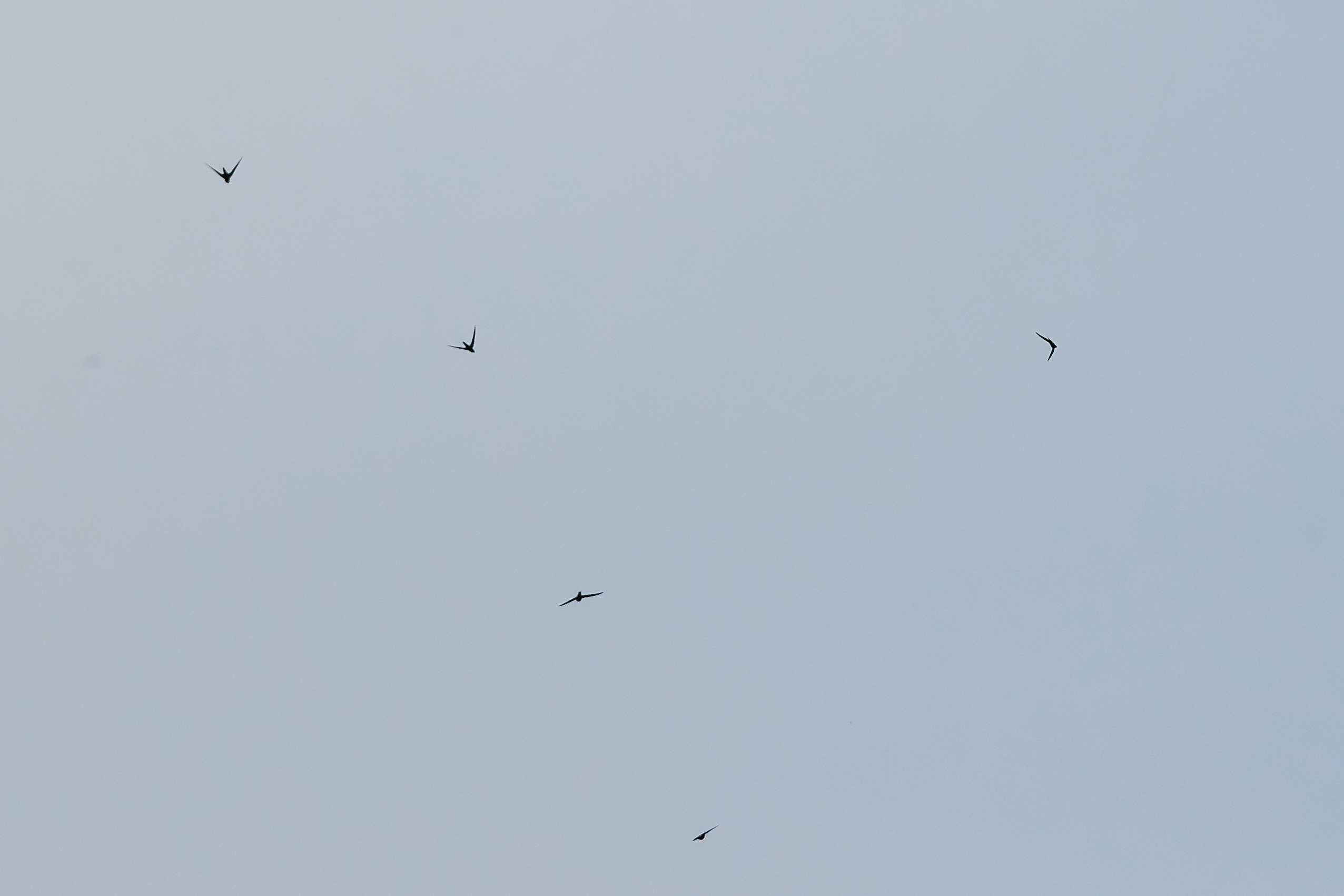 Даши и Таня. Фотограф и видеограф в Улан-Удэ: Аюна Габагуева и Артём Шаханов