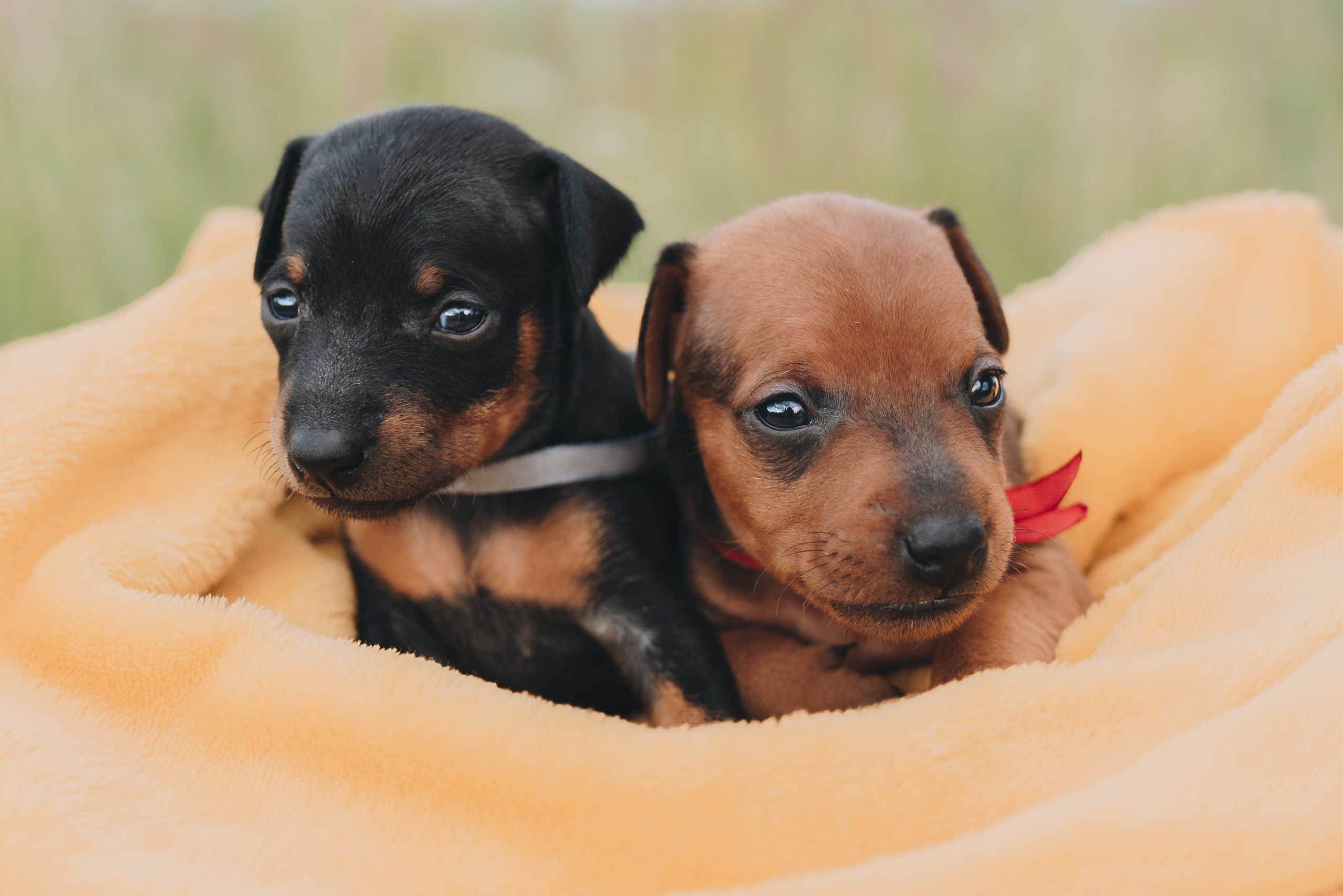 Pinschers. Natalia Finch Photography — Family, Kids & Pet Photographer in Chicago, IL