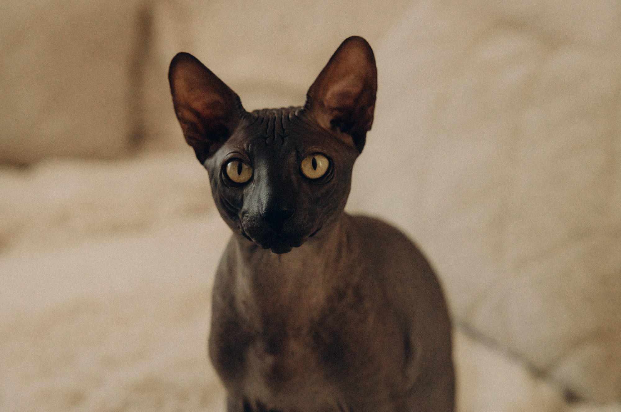 Агата. Главная