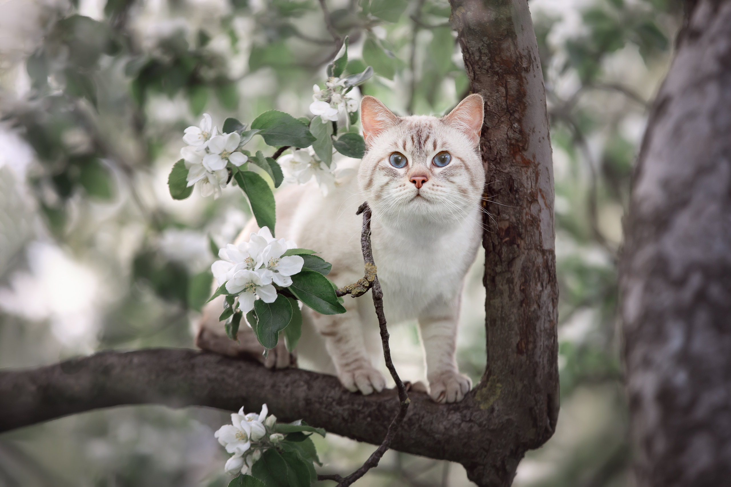 Питомник тайских кошек в Санкт-Петербурге Noyland