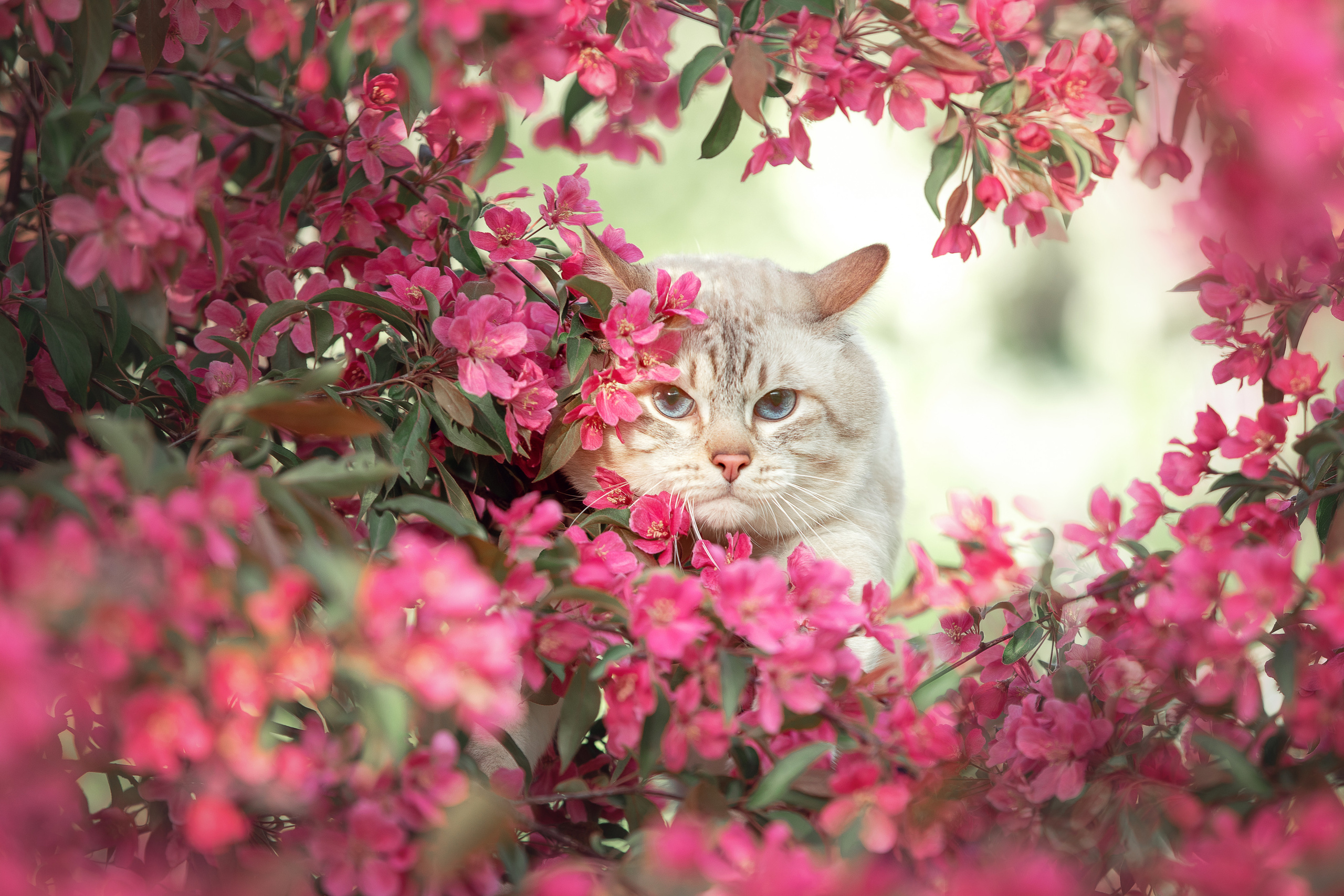 Питомник тайских кошек в Санкт-Петербурге Noyland