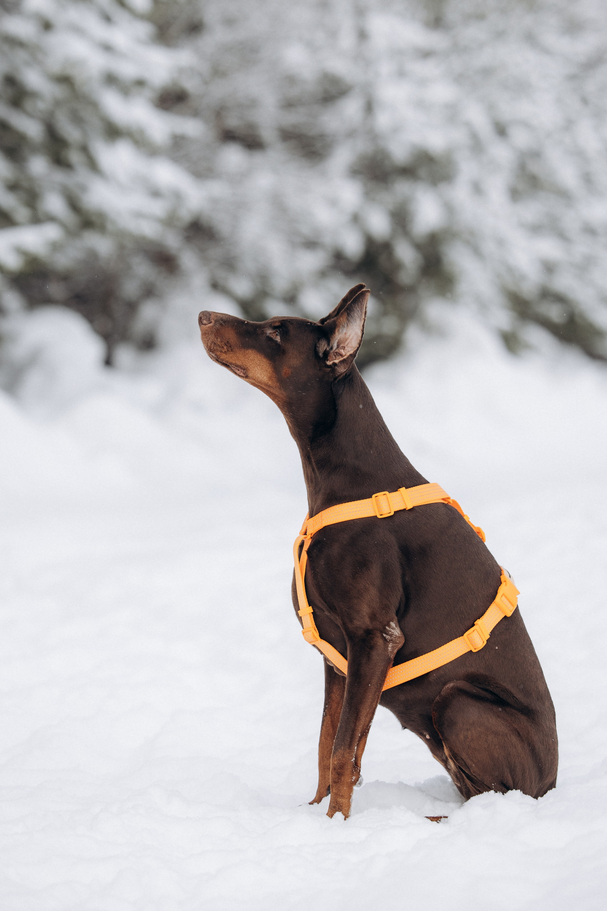 Детта. Зима. Фотограф анималист в Казани Алина Сулейманова. Фотограф животных