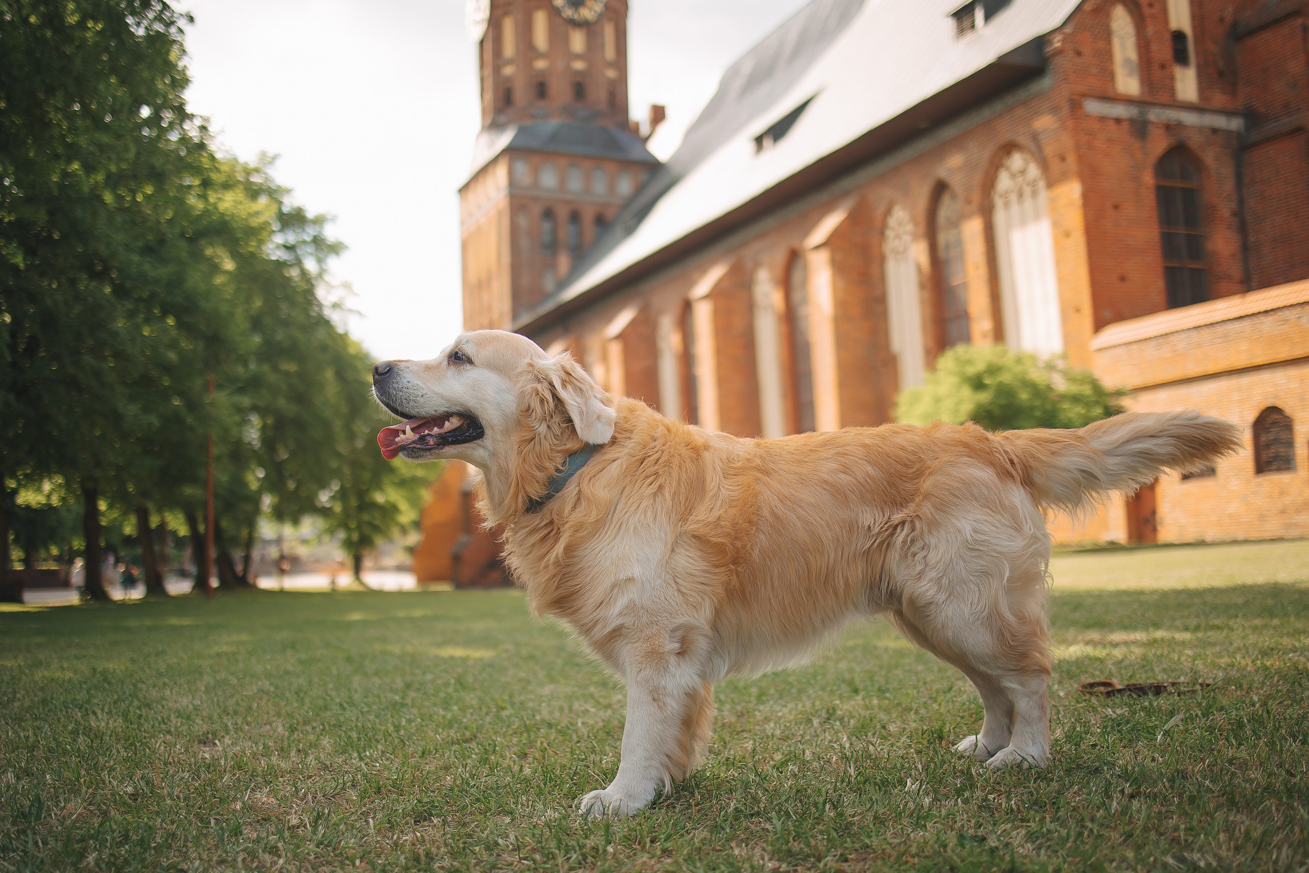 Золотистый ретривер Кант, Калининград. Свадебный и женский фотограф