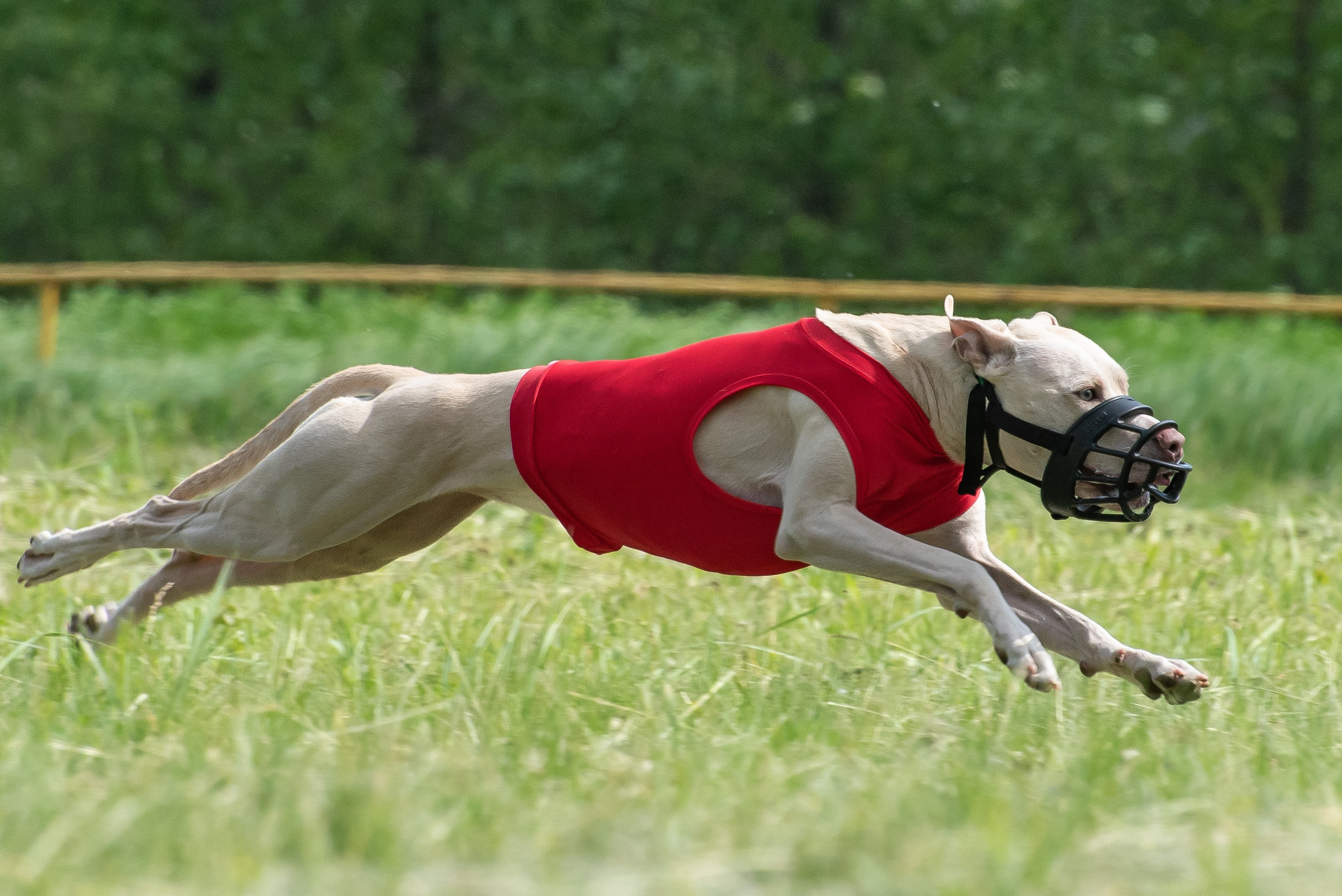 Спортивный фотограф анималист курсинг. Фотограф Макс Огурцов в Нижнем Новгороде