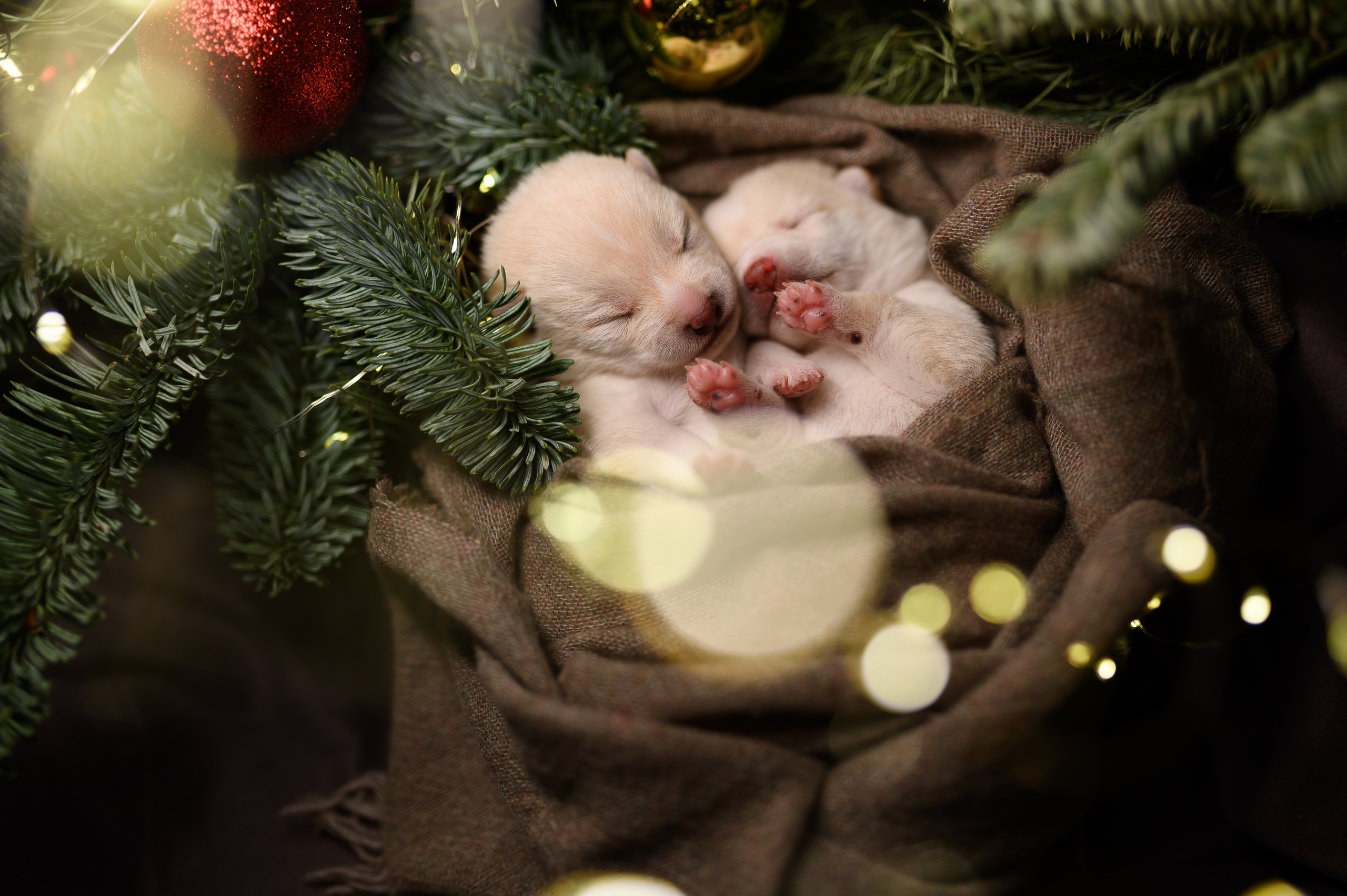 Мамесиба. Фотограф анималист в Москве Ольга Агушева