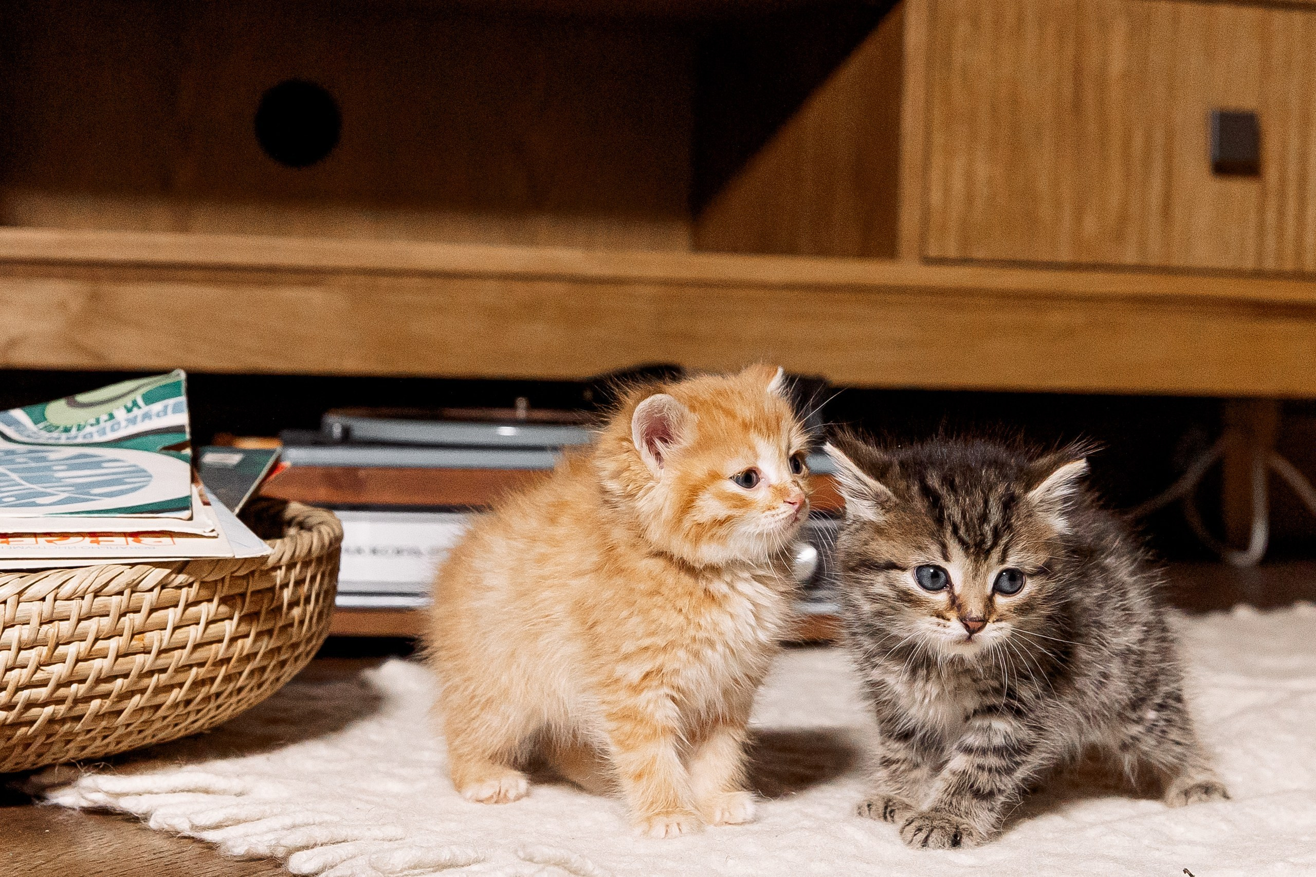 Эдуард и Дарья с сыновьями. Свадебный и семейный фотограф в Челябинске Юлия Ишимова