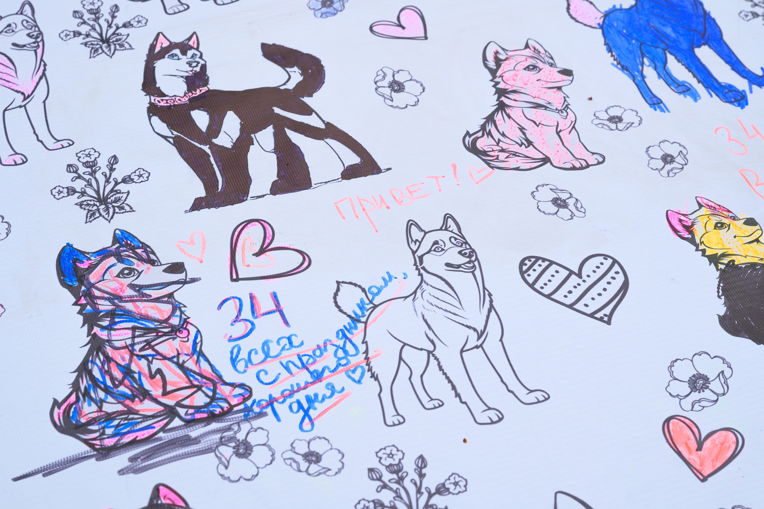 Открытие приюта для собак породы Хаски «Хаски дом»