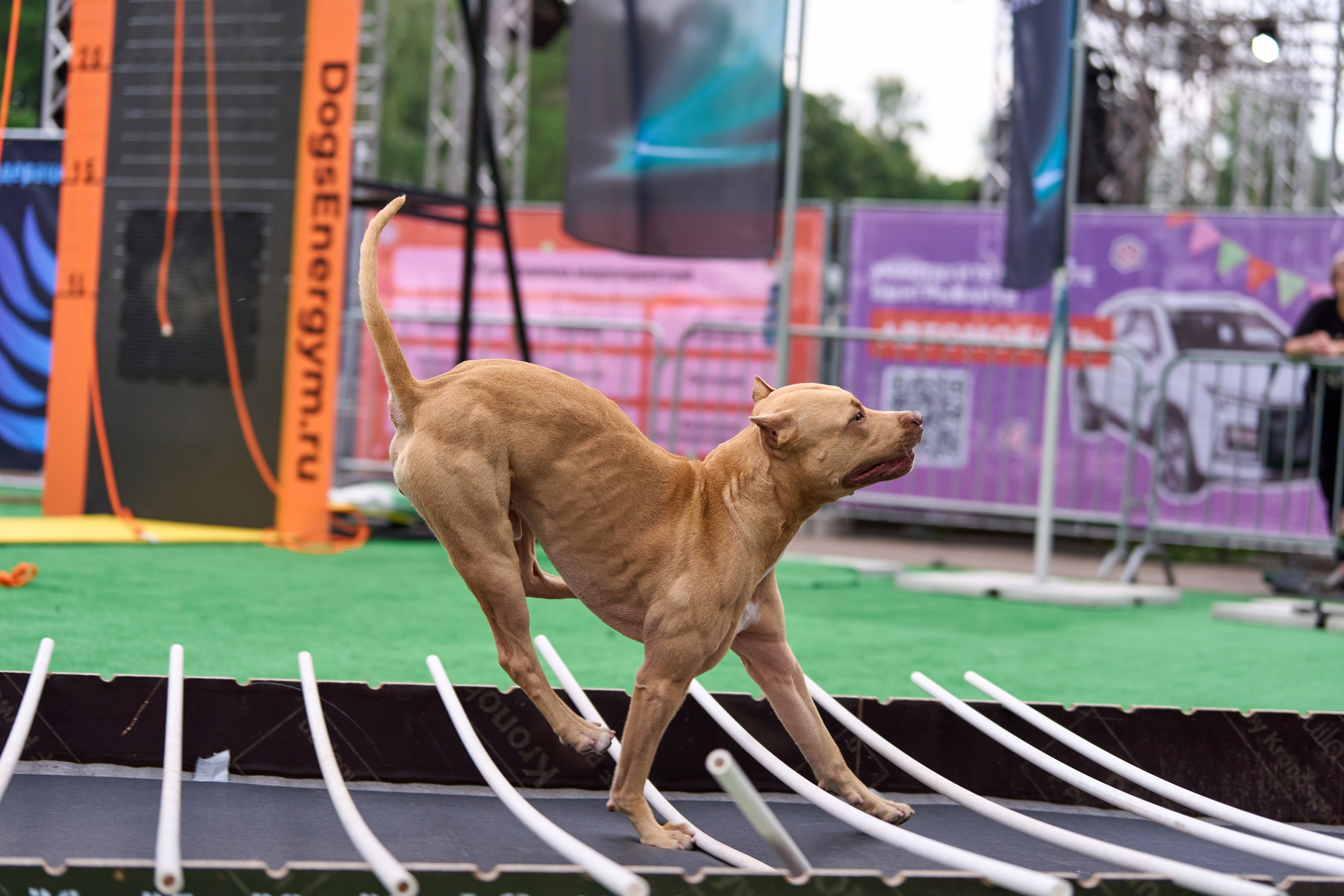4 лапы Фест. Многоборье. Фотограф-анималист Михаил Манухин