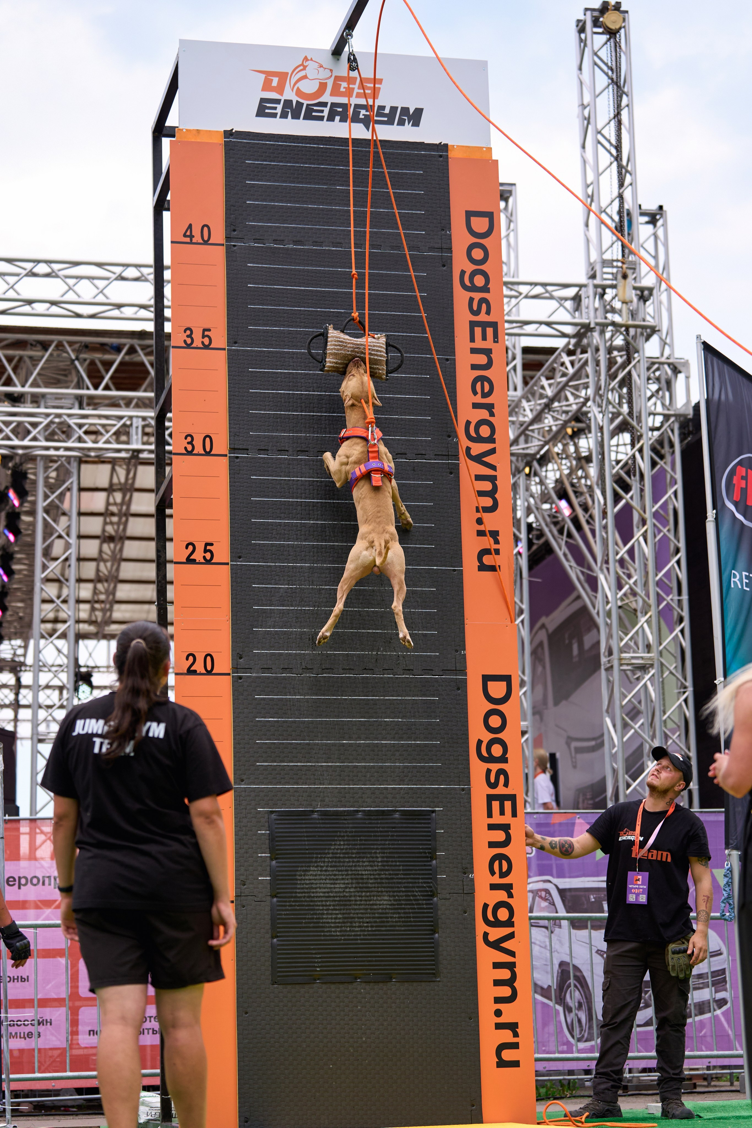 4 лапы Фест. Многоборье. Фотограф-анималист Михаил Манухин