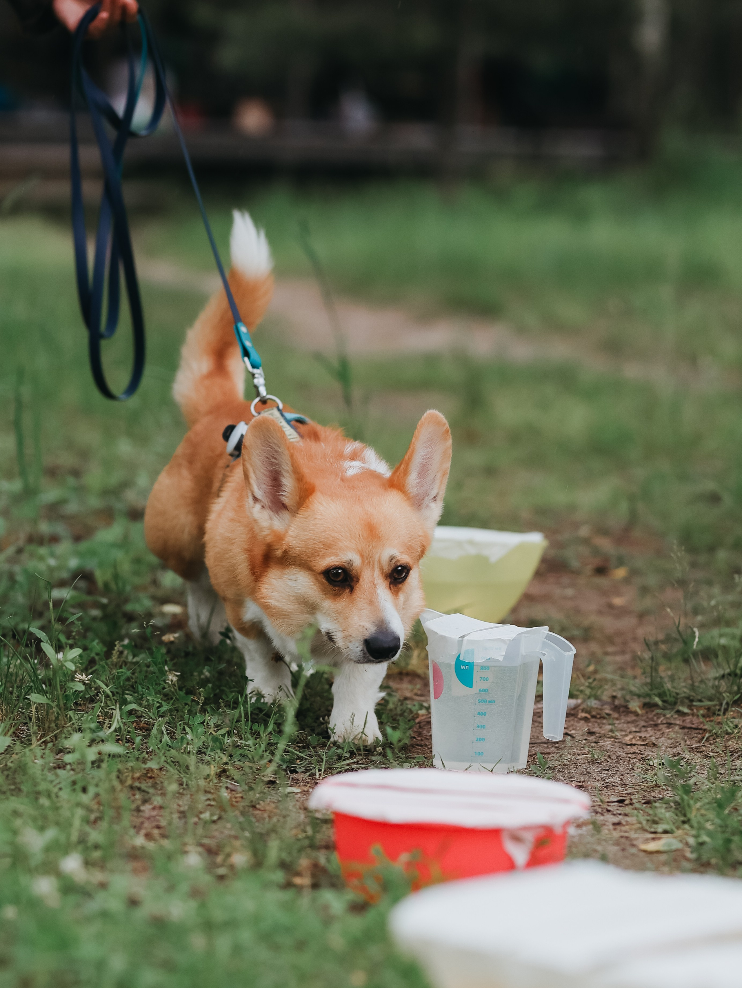 Лагерь ноузворк. Фотограф-анималист в Москве Кириллова Татьяна