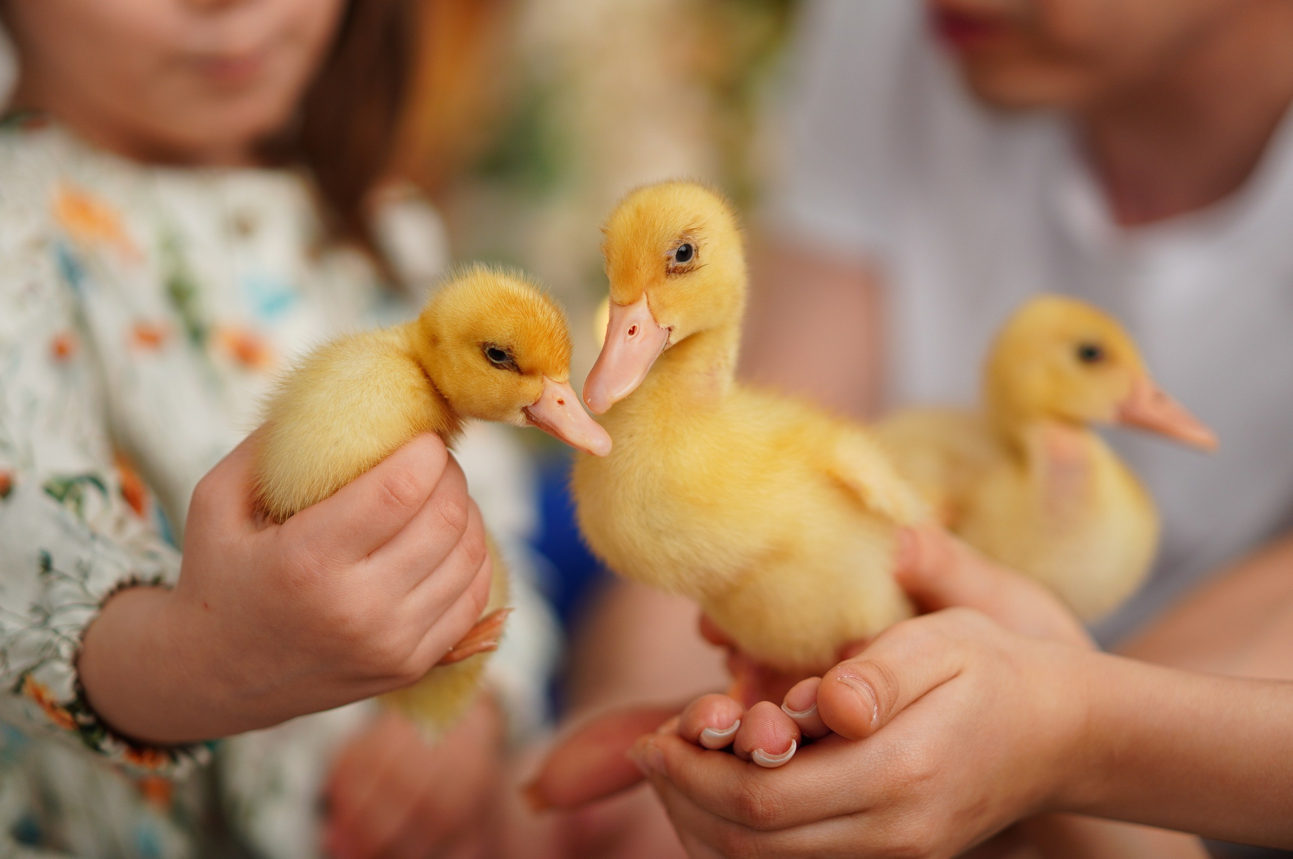 Семейная фотосессия на Пасху. Фото и видео съёмка в Москве и МО Александр Чапала и Трояк Алеся