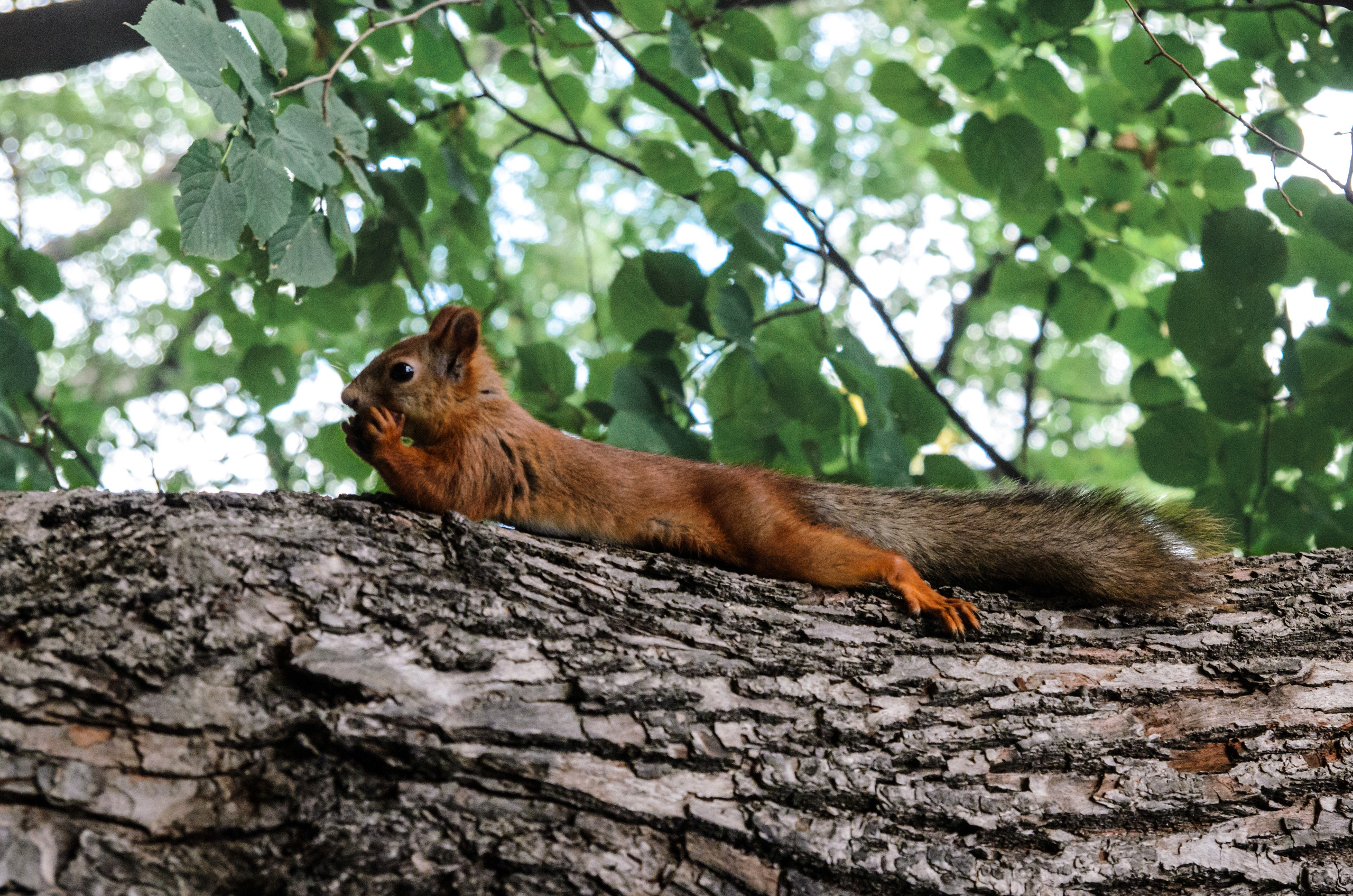 Животные. Фото, видео, монтаж