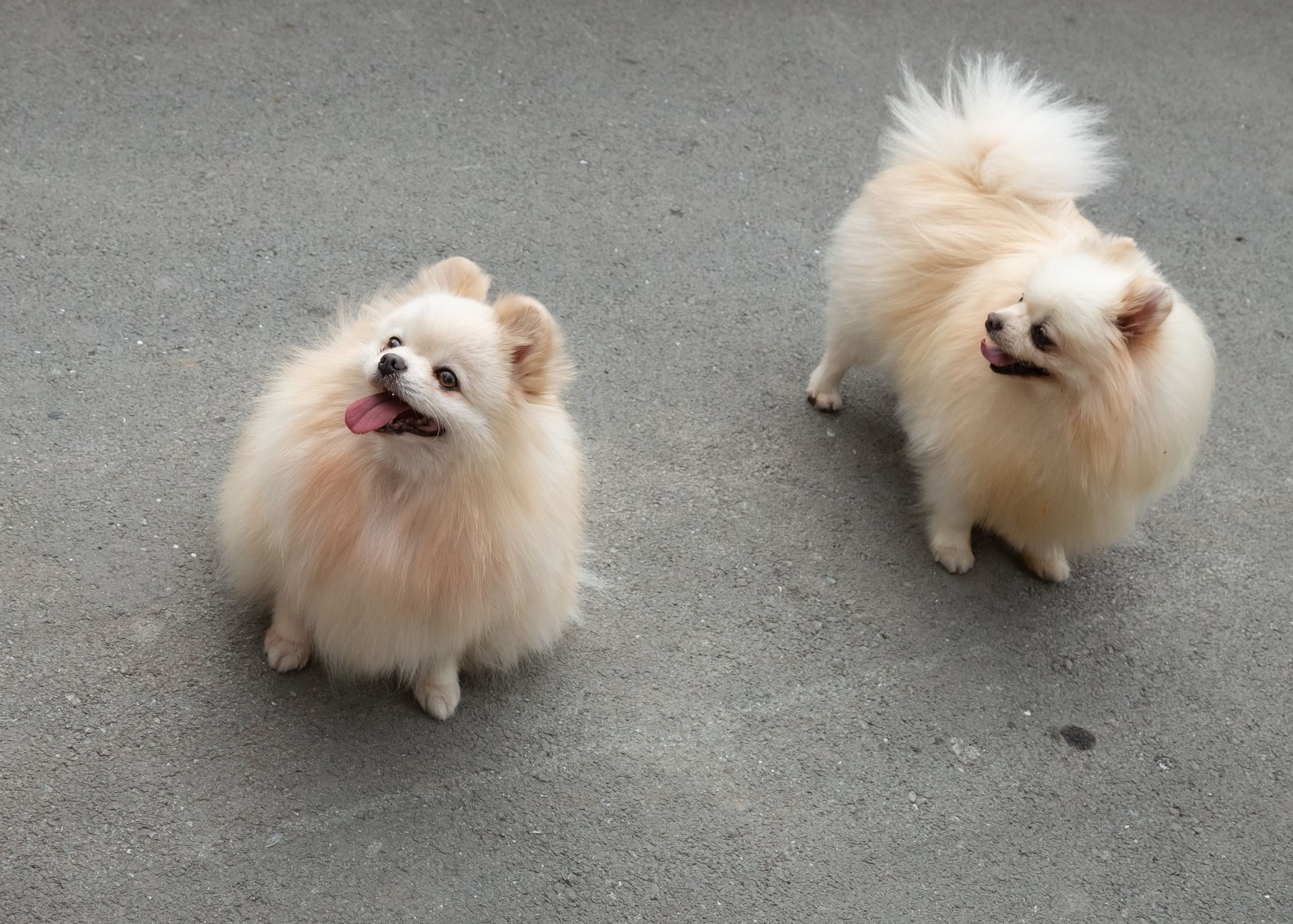 Фотосессия с животными. Фотограф в Барнауле Татьяна Чурикова