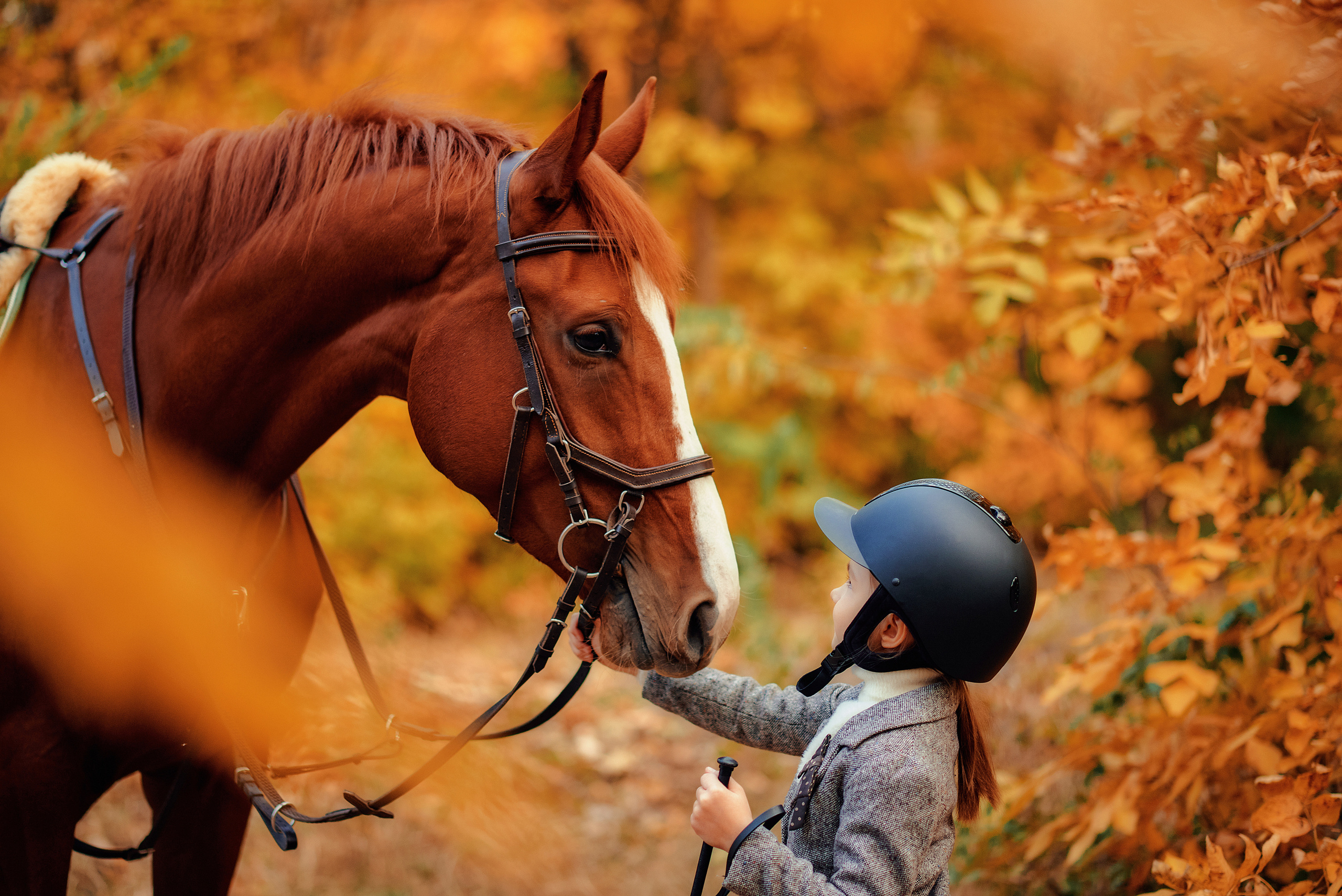 Equestrian photos