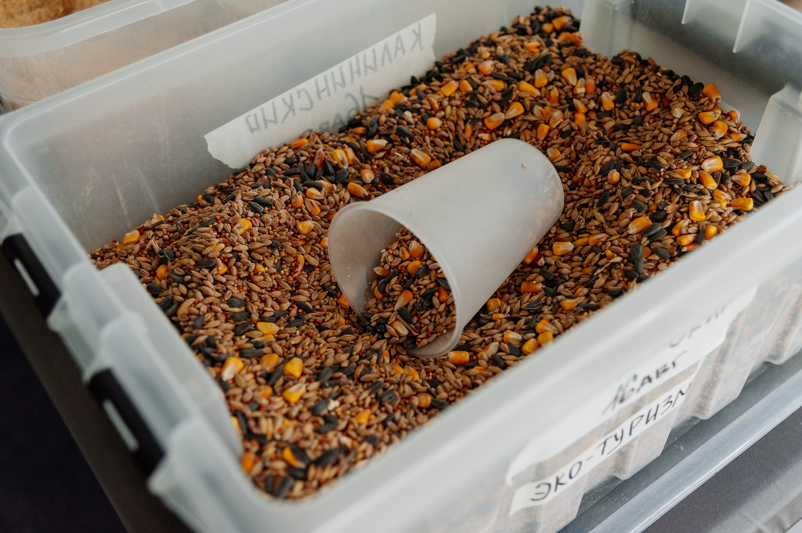 Семейный фестиваль. Свадебный и репортажный фотограф СПб